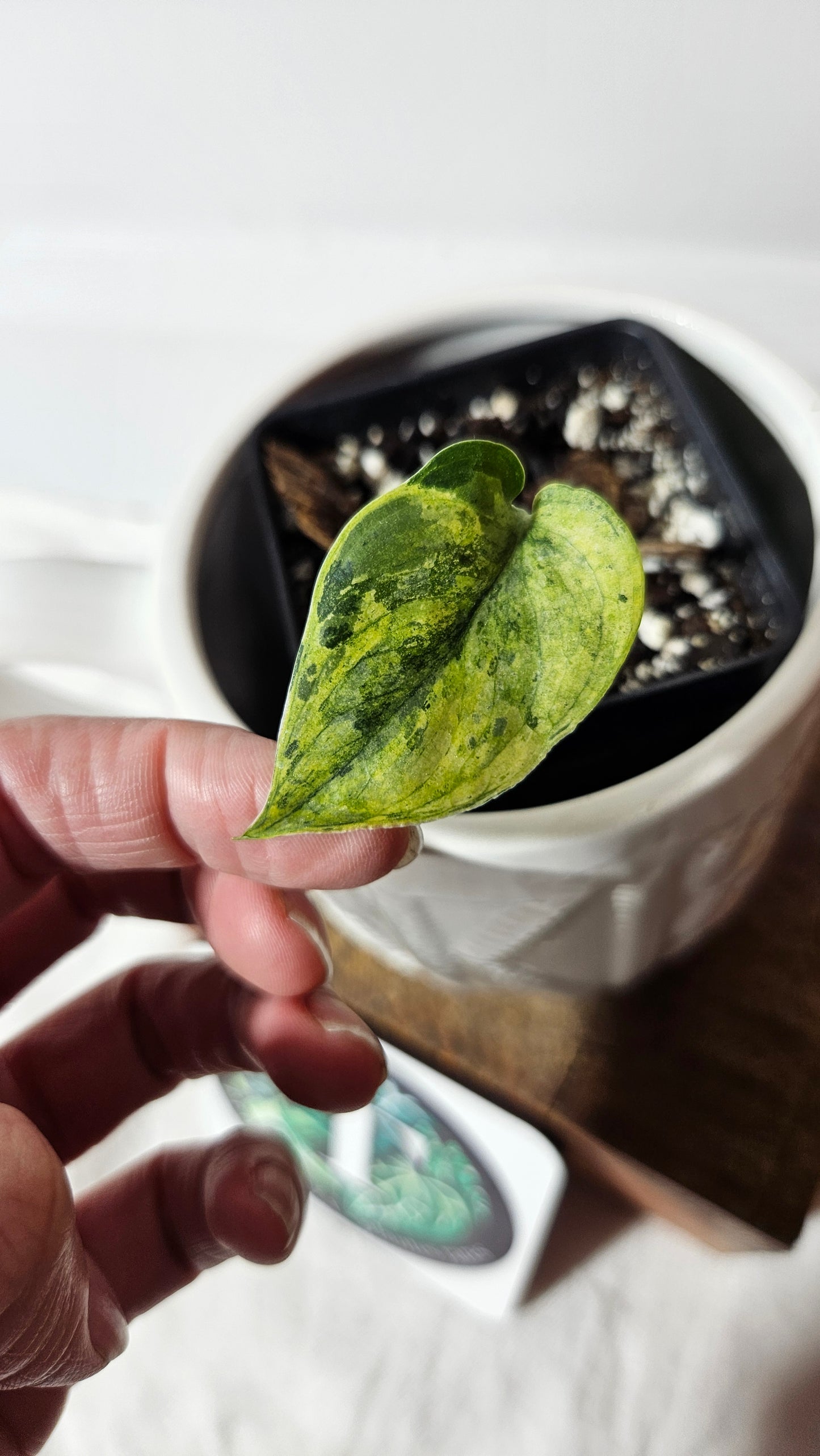 Scindapsus Silver Splash Variegata (SCI-496)