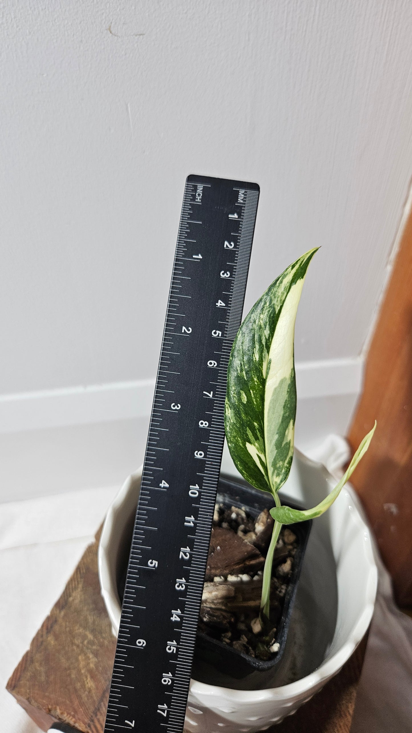 Epipremnum pinnatum Albo (EPI-212)