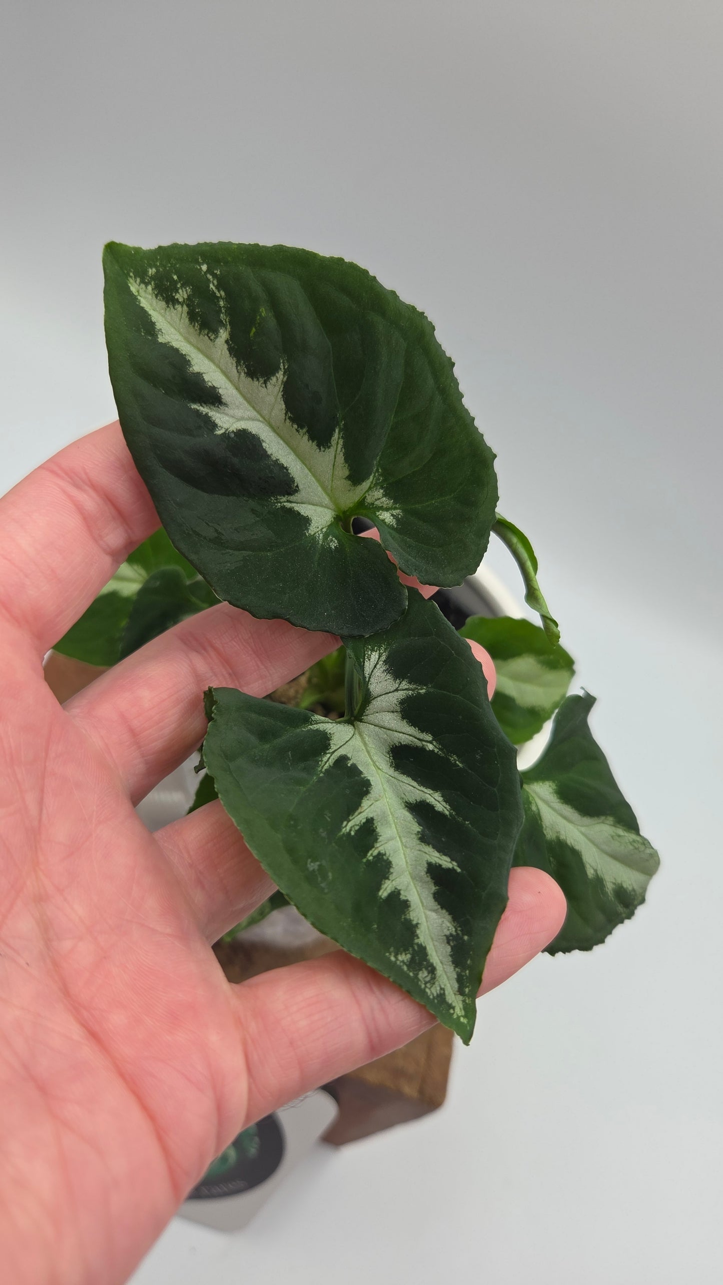 Syngonium Wendlandii "Southern Star"(SYN-523)