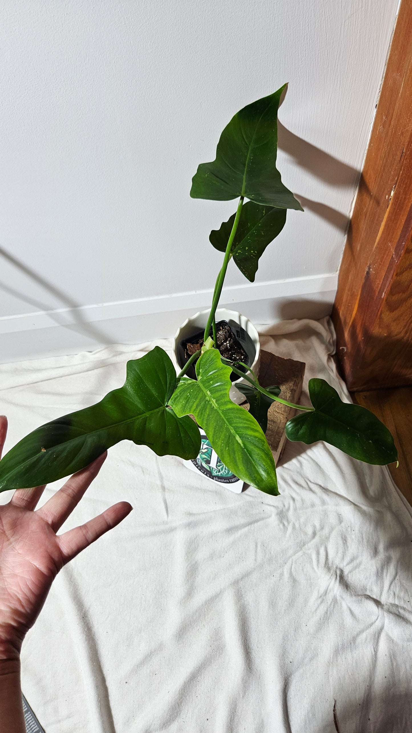 Philodendron Golden Dragon (PHI-593)