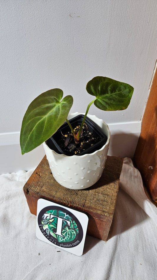 Anthurium Dark Phoenix "format MOYEN" (ANT-458)