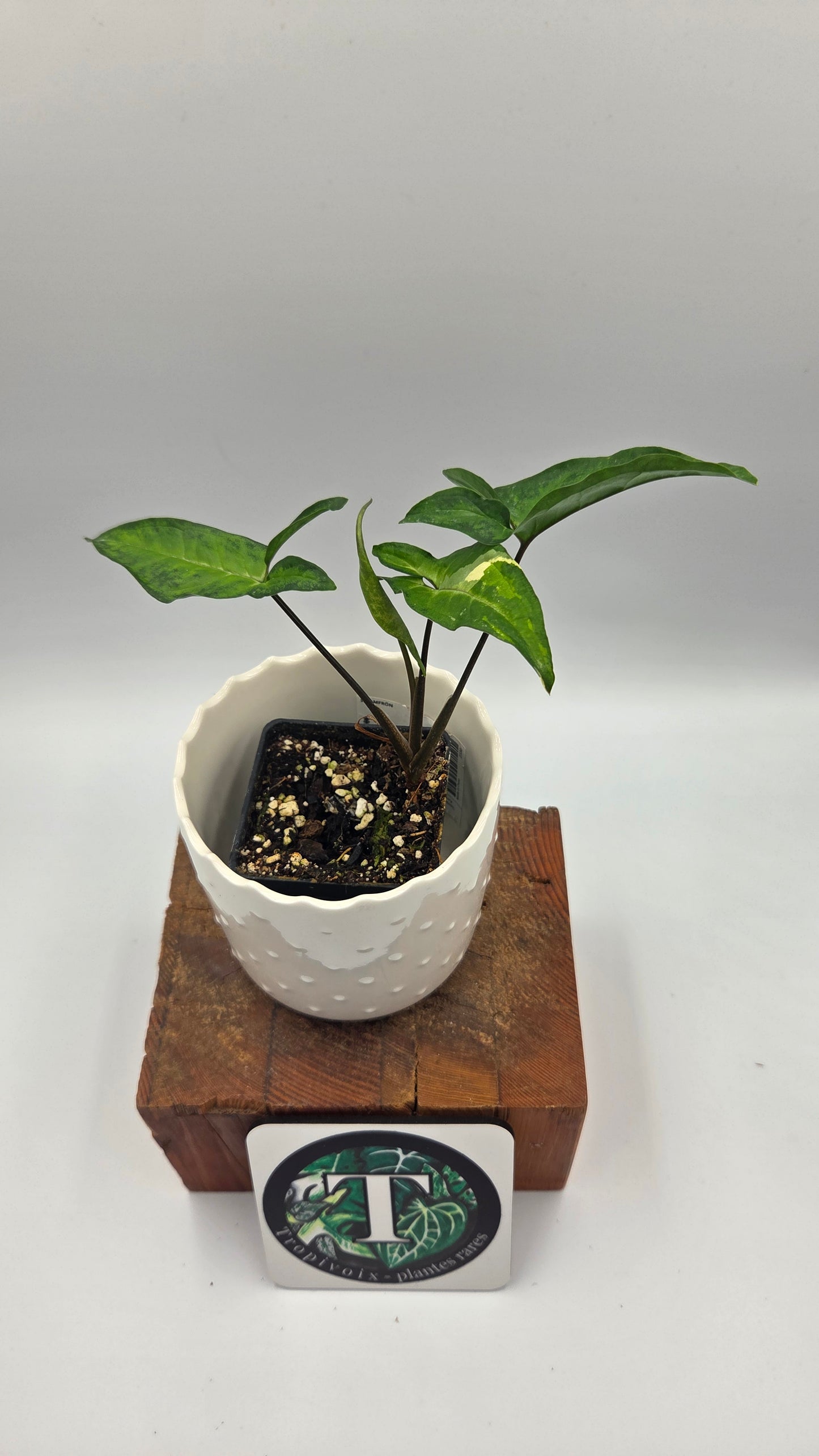 Syngonium Angustatum Albo (SYN-509)