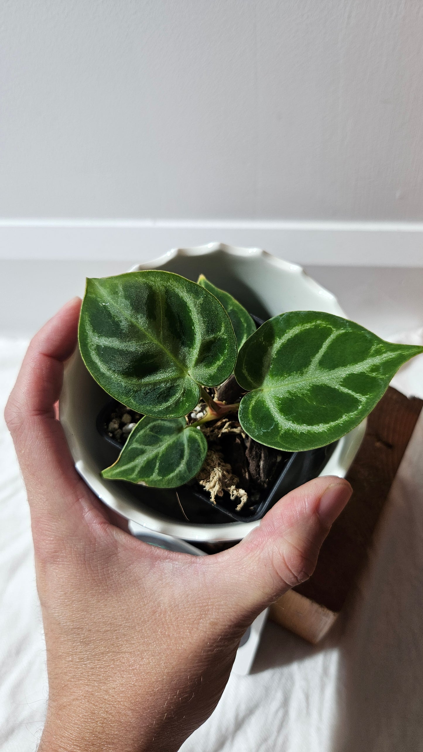 Anthurium Dorayaki Silver "format PETIT"( ANT-576)