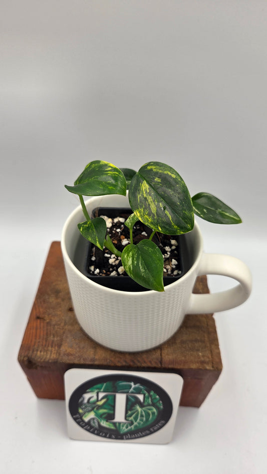 Monstera Standleyana Aurea (MON-585)