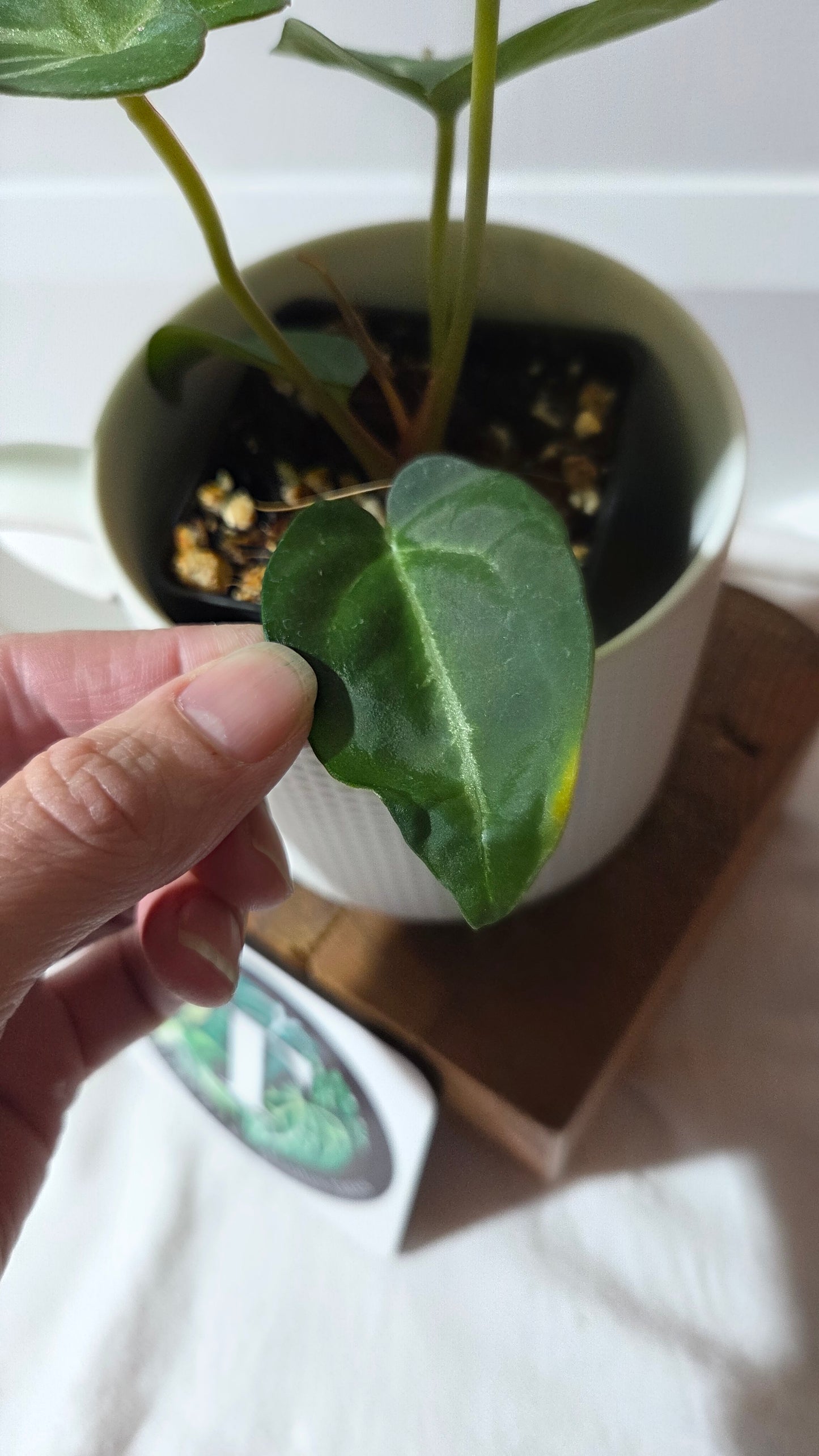 Anthurium Crystallinum Chocolate X Michelle "format MOYEN" (ANT-672)