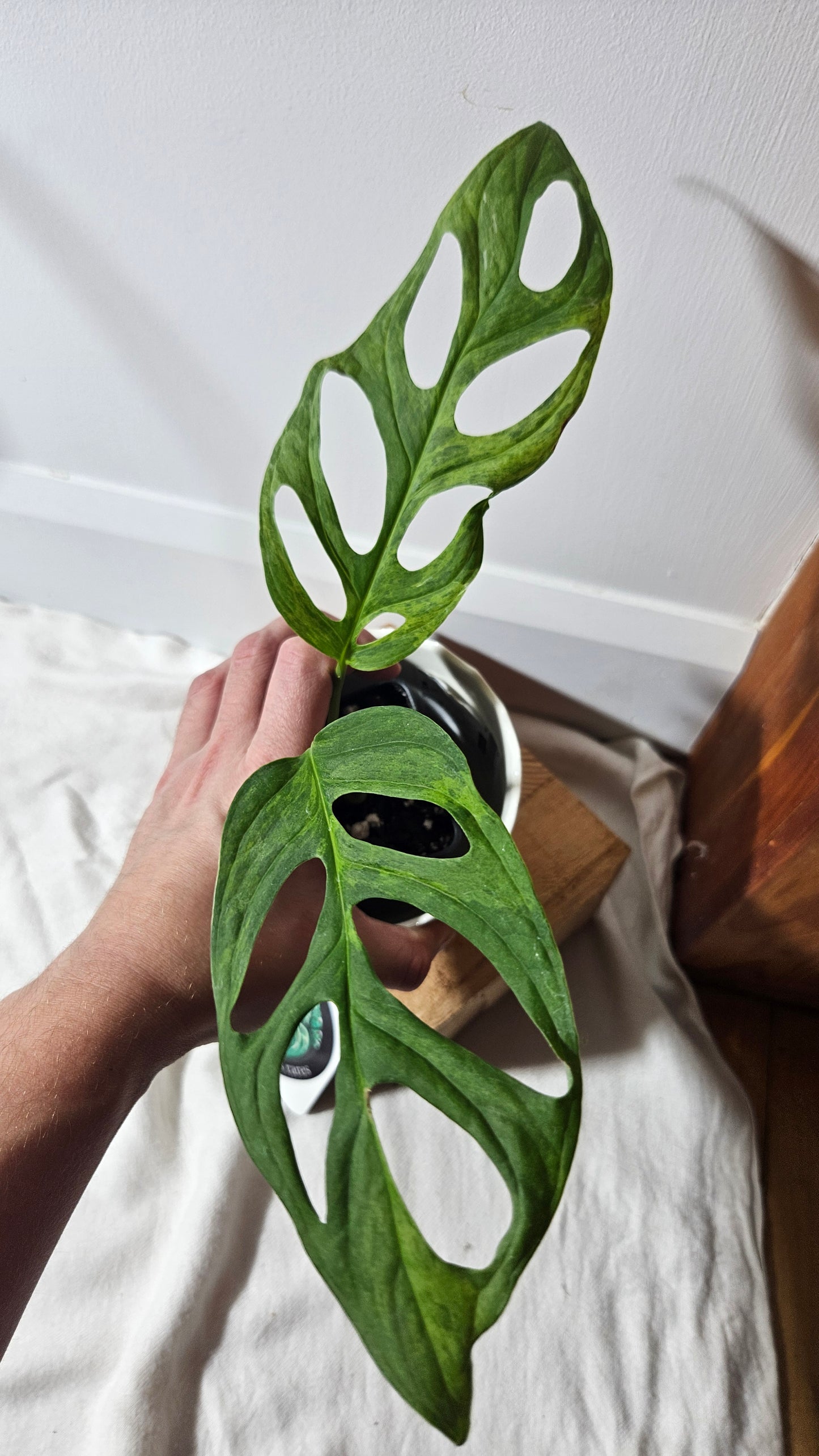 Monstera Andasonii Mint/Indo (MON-349)