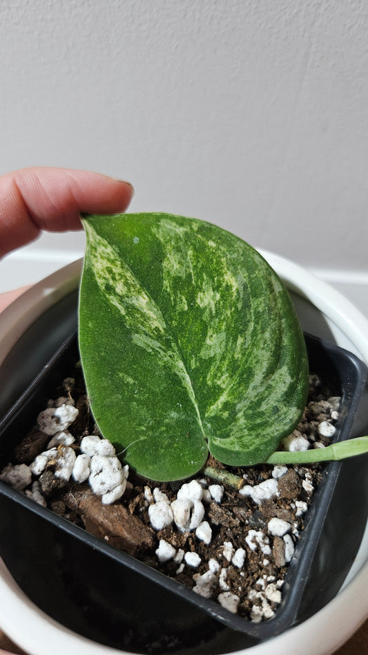 Scindapsus Mangurai (SCI-1227)