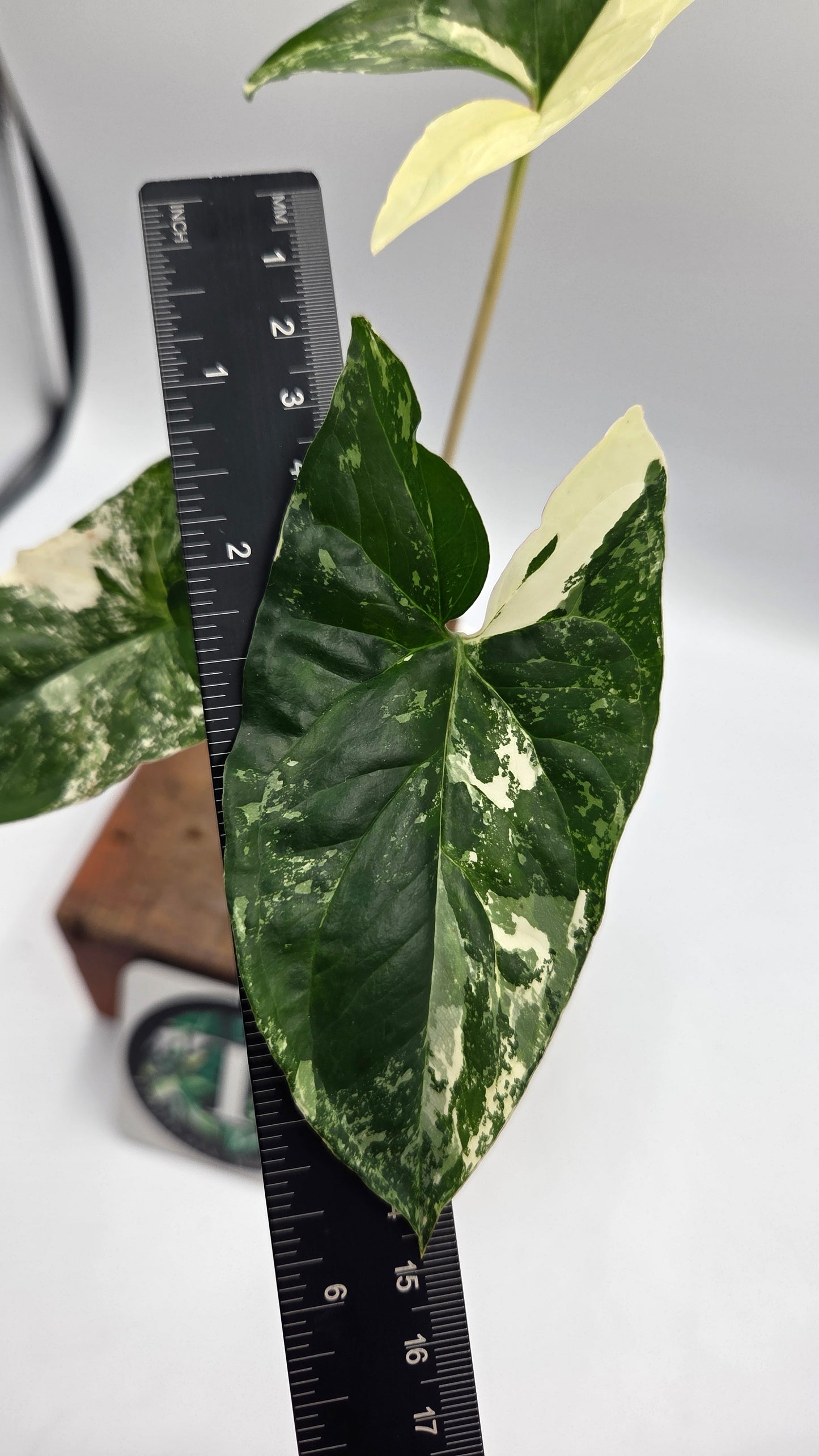 Syngonium Albo (SYN-513)
