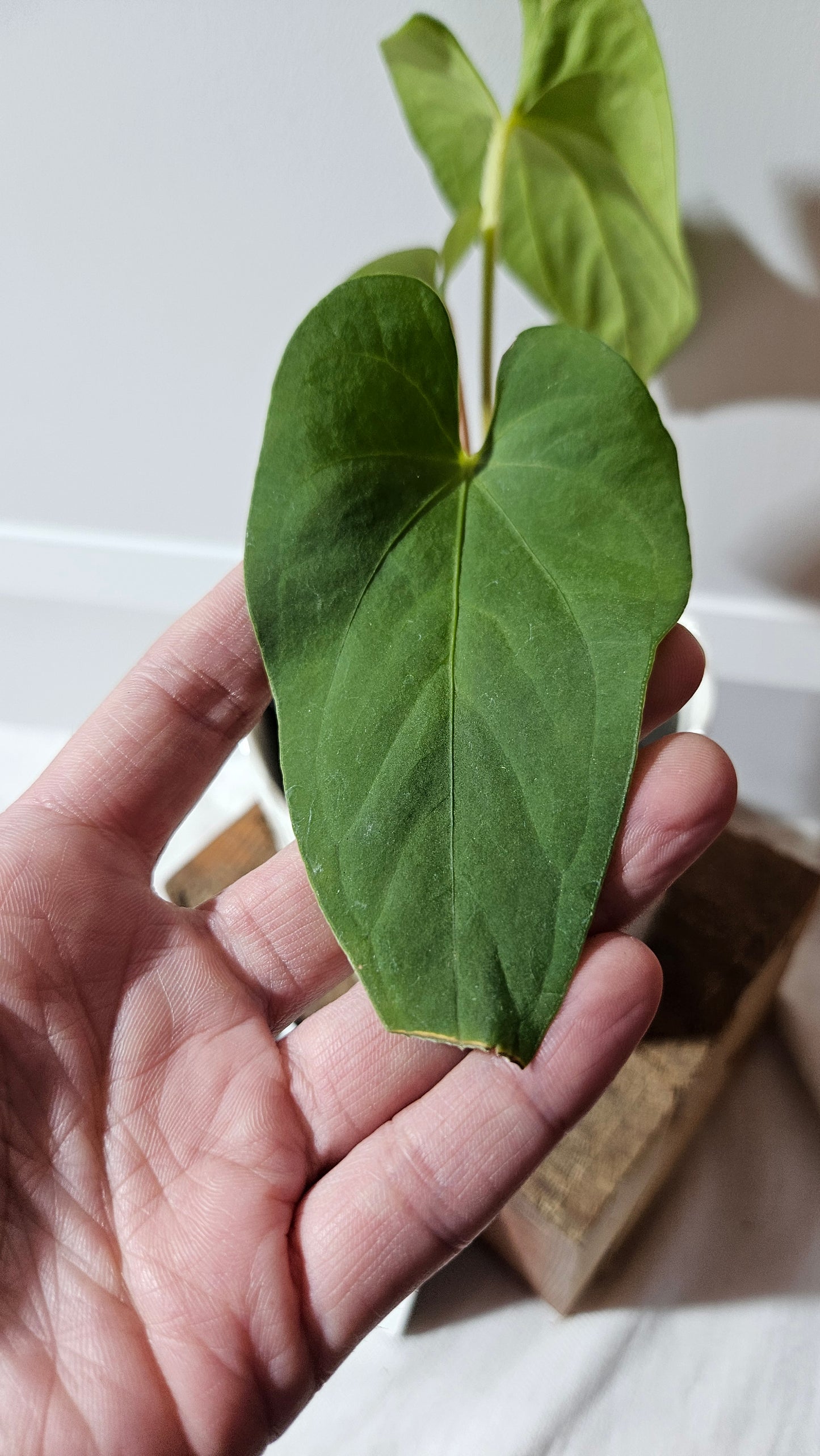Anthurium  Tiwintza Aff Velvet "format MOYEN" (ANT-243)
