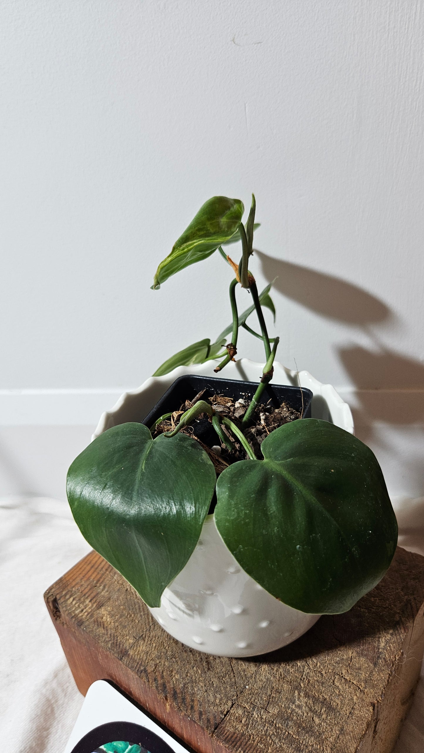 Philodendron Hederaceum Variegata (PHI-564)