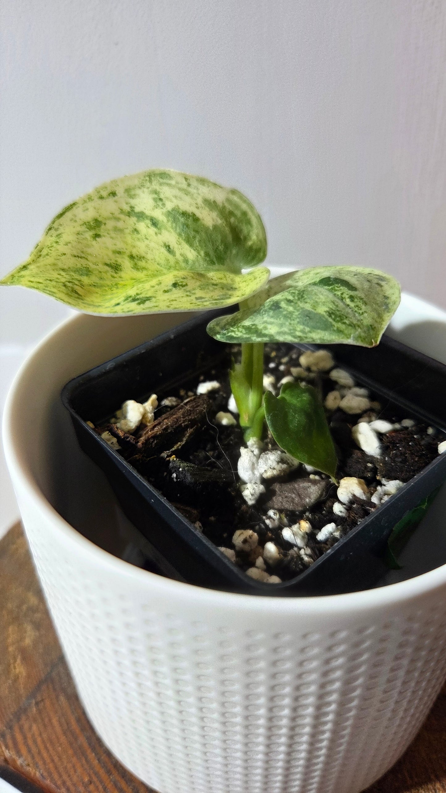 Scindapsus Jade Satin Marble RF (SCI-1377)