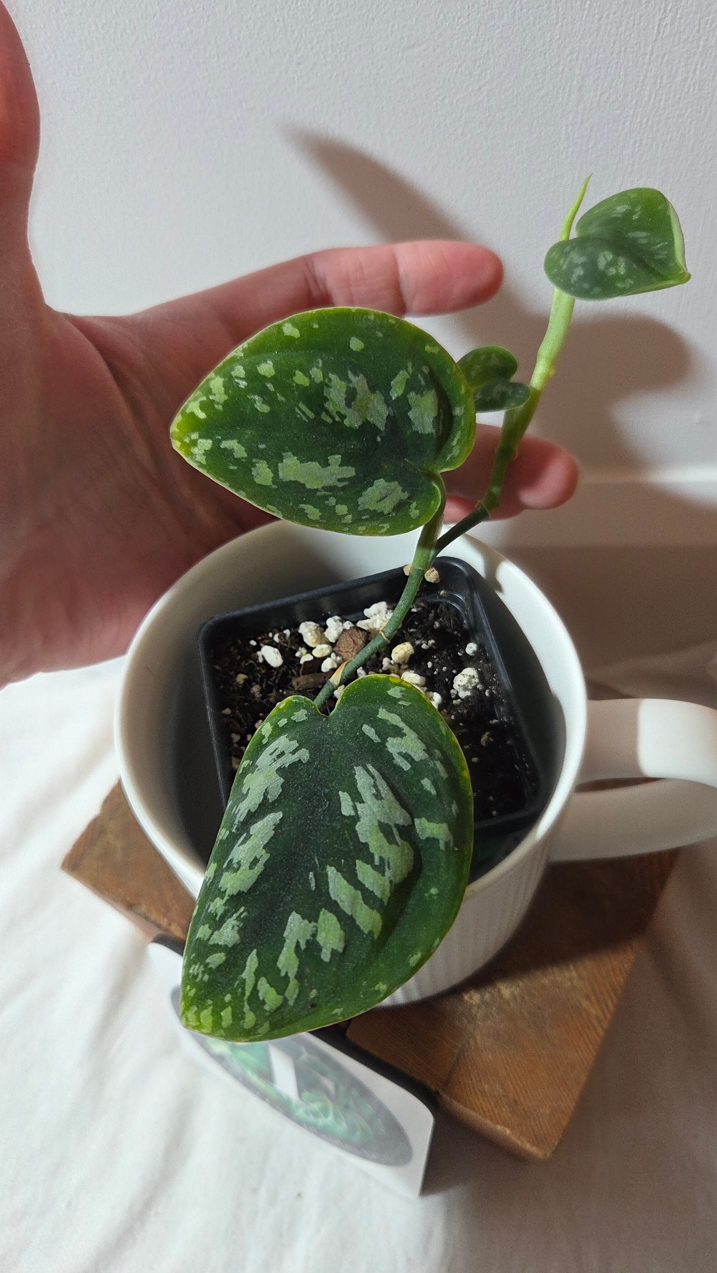 Scindapsus Tricolor Dark Form (SCI-1427)
