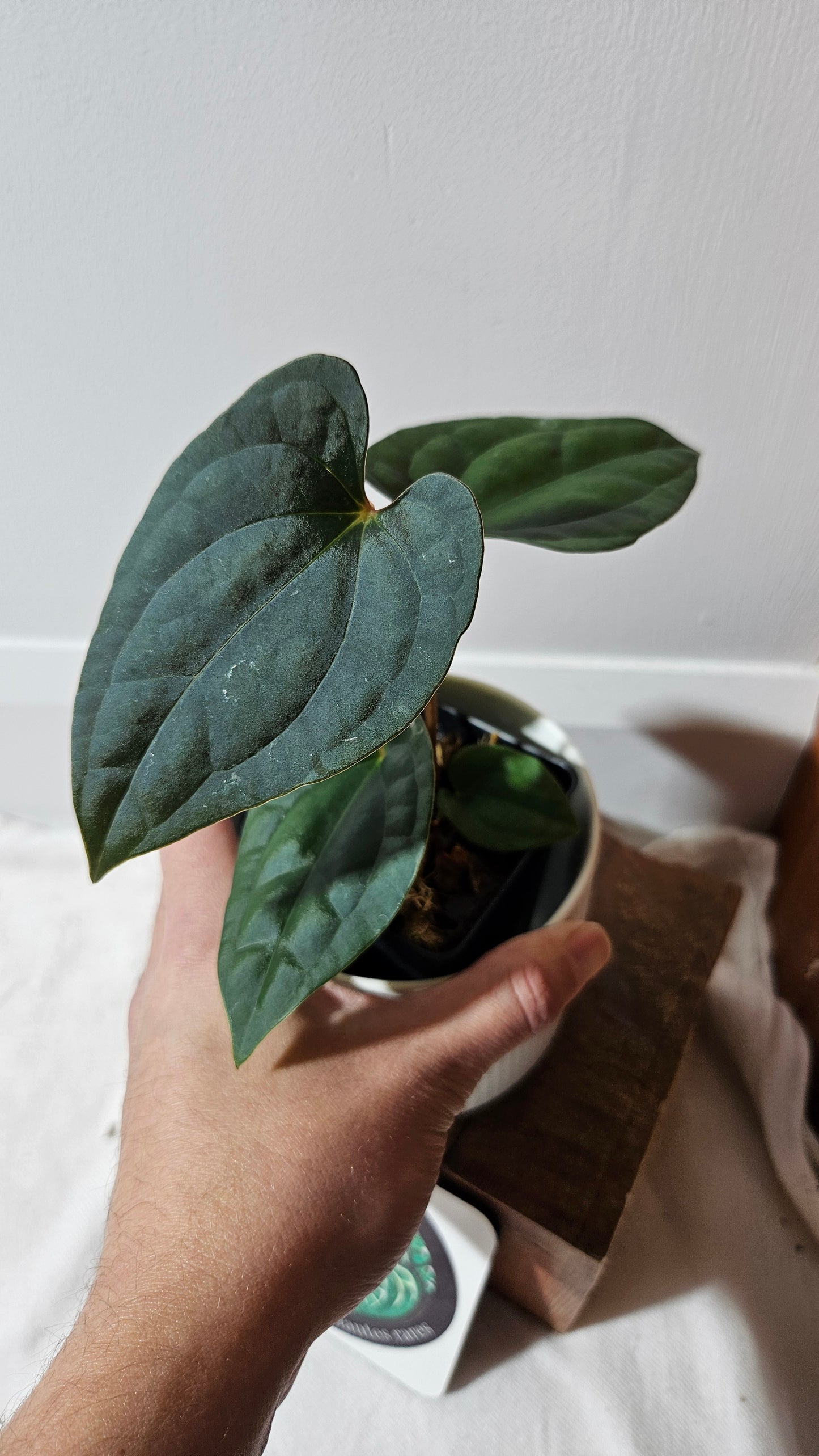 Anthurium  Papillilaminum X Luxurians "format MOYEN" (ANT-638)