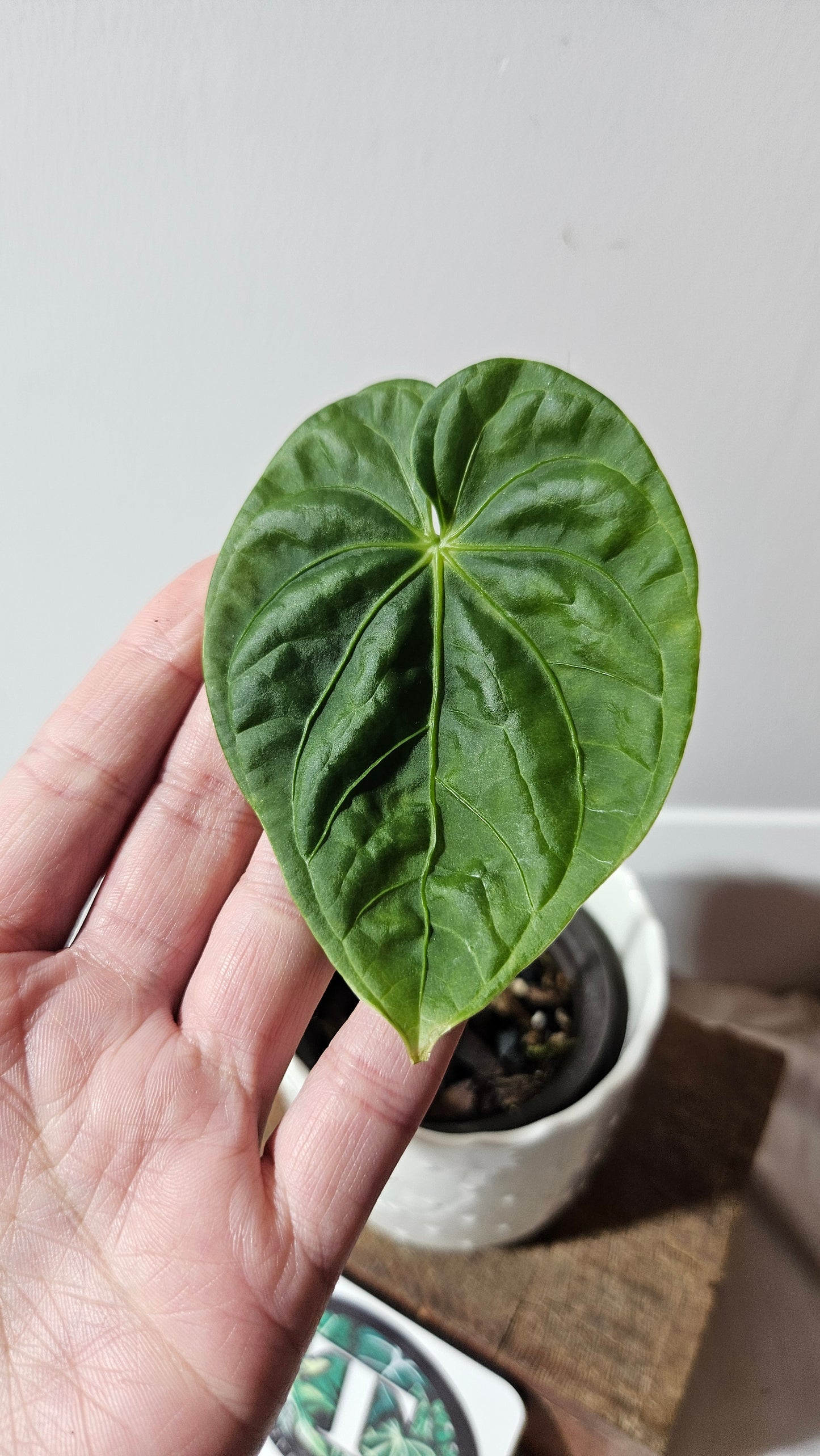 Anthurium Gumnopus Aff Tamarindo "format MOYEN" (ANT-479)