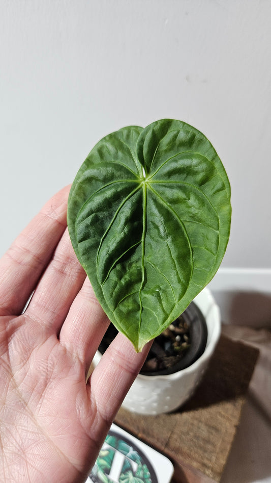 Anthurium Gumnopus Aff Tamarindo "format MOYEN" (ANT-479)