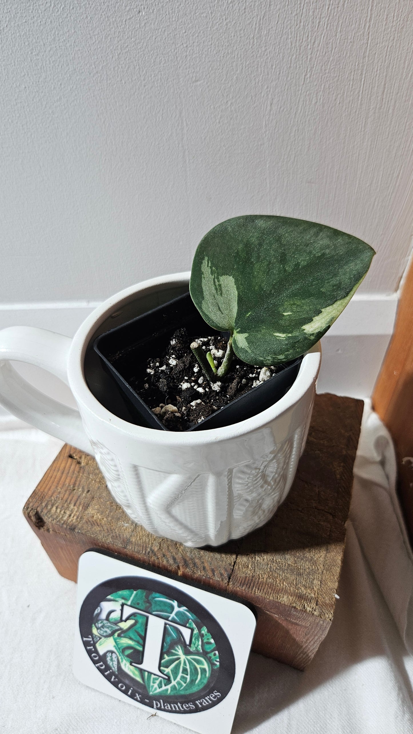 Scindapsus Jung jung Buih (SCI-1104)