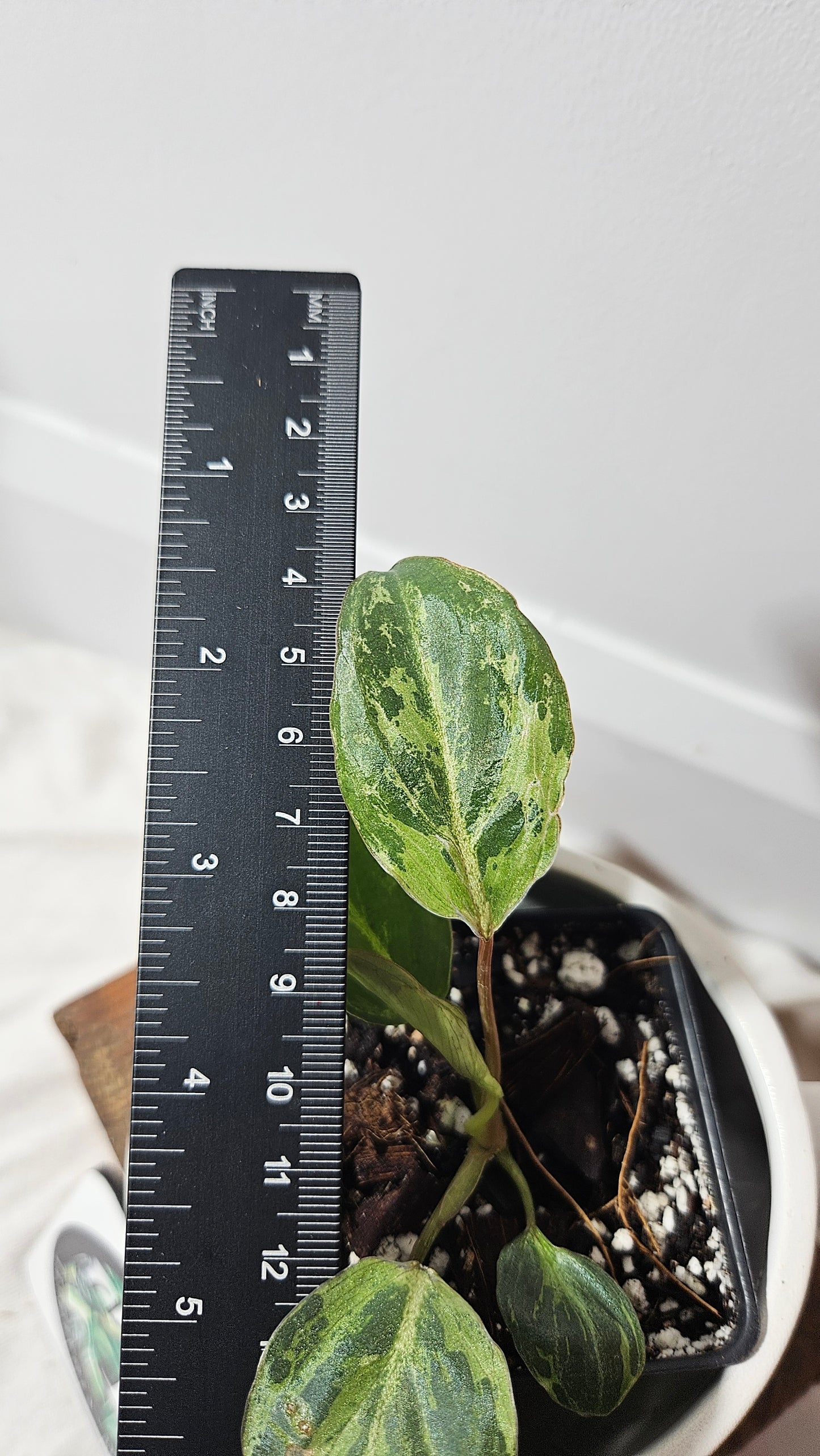 Philodendron Gloriosum "Snow leopard" (PHI-609)