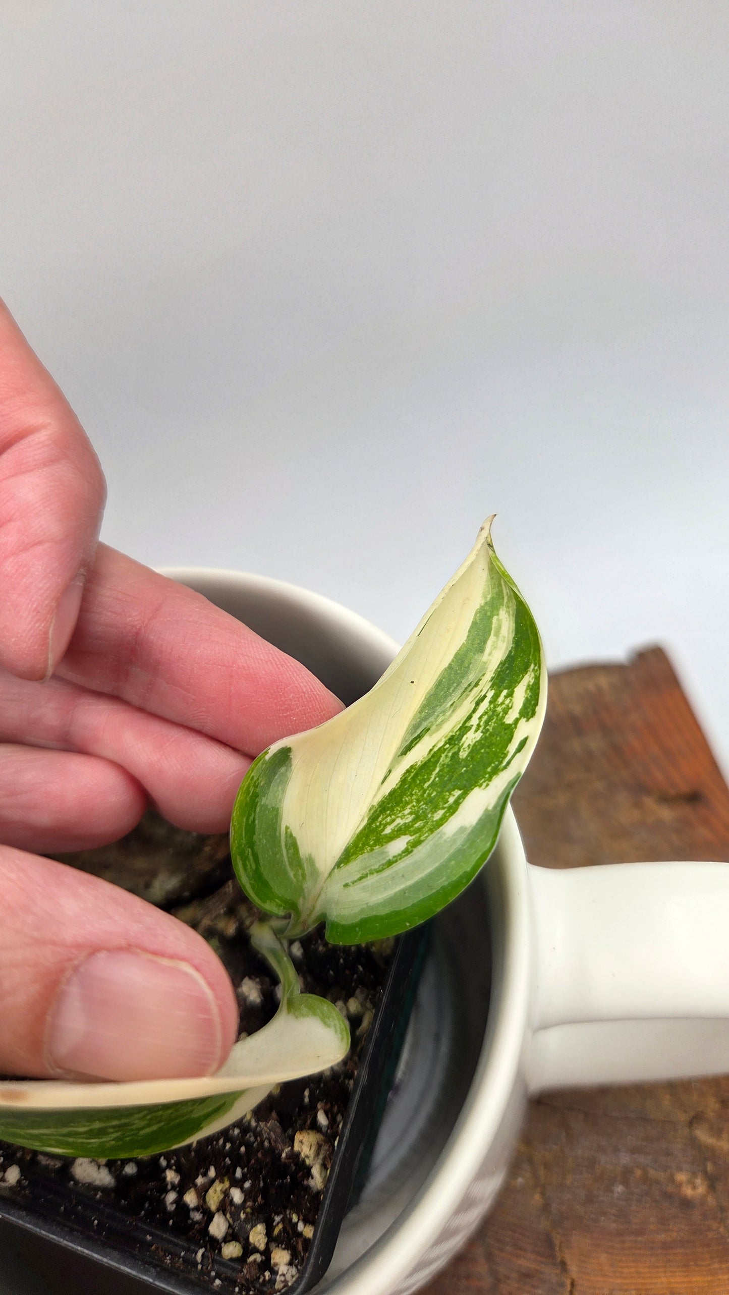 Scindapsus Moonlight Albo Narrow (SCI-907)