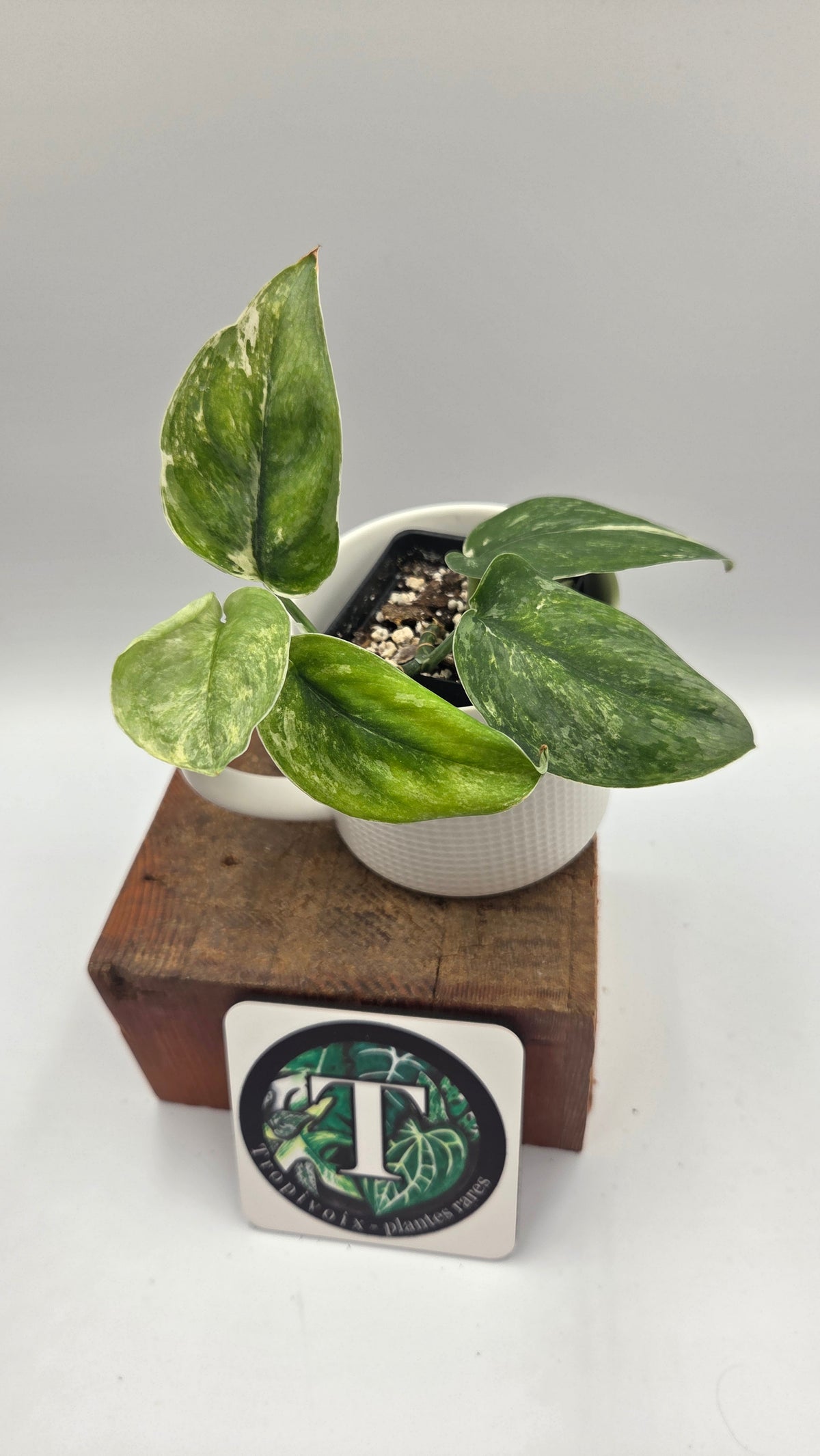 Scindapsus Exotica Salaka Tricolore (SCI-896)