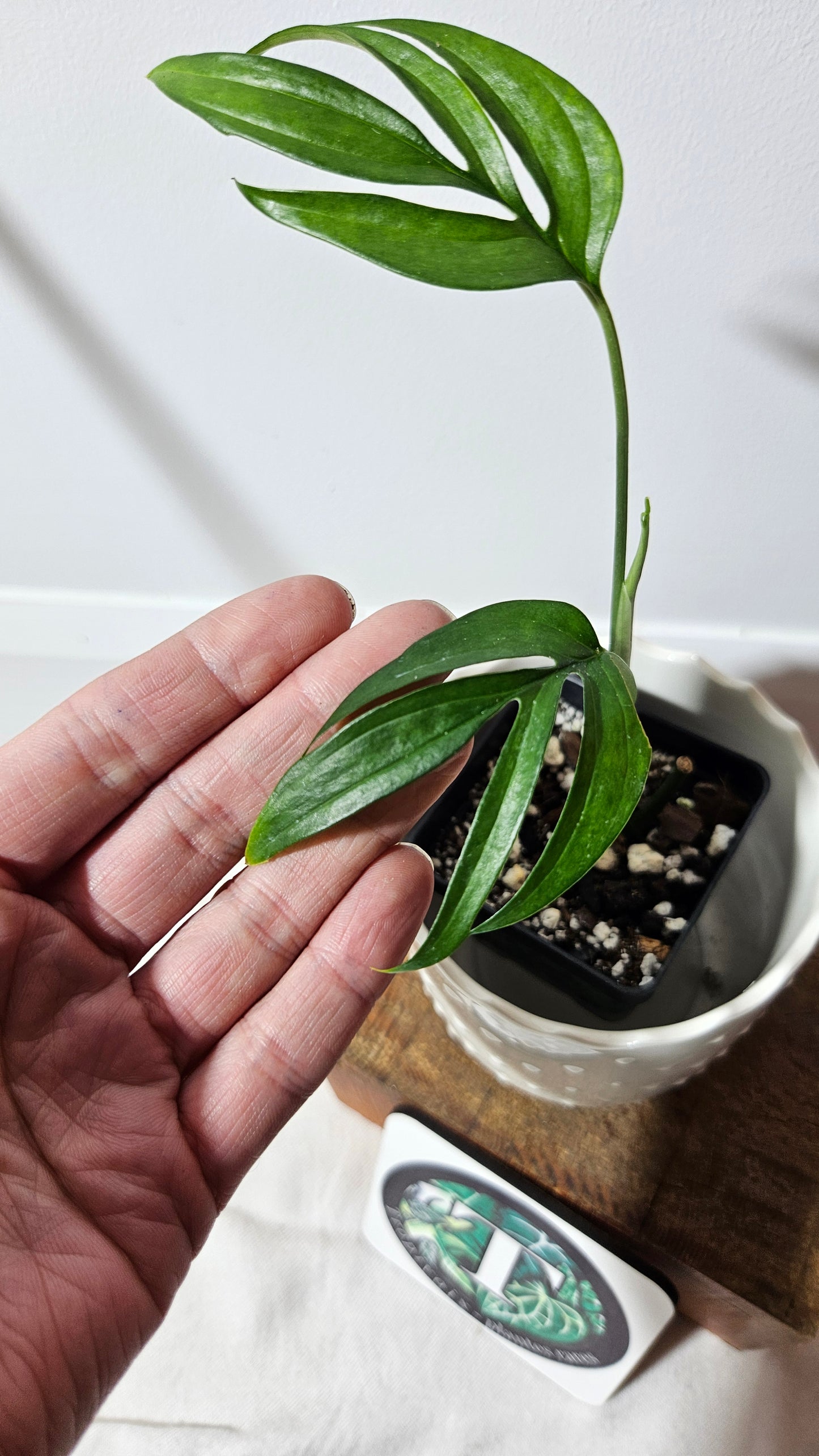 Monstera Subpinnata (MON-210)