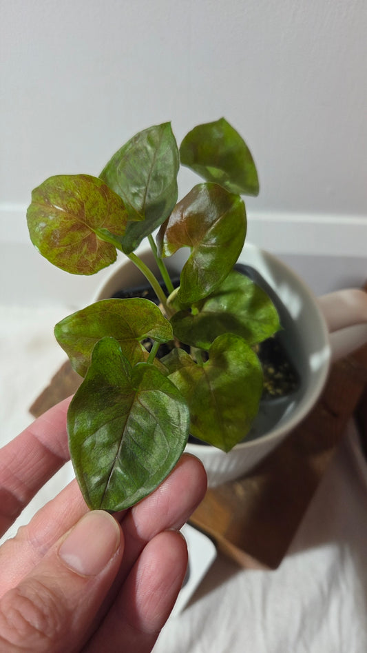 Syngonium Matcha Sprinkle (SYN-486)