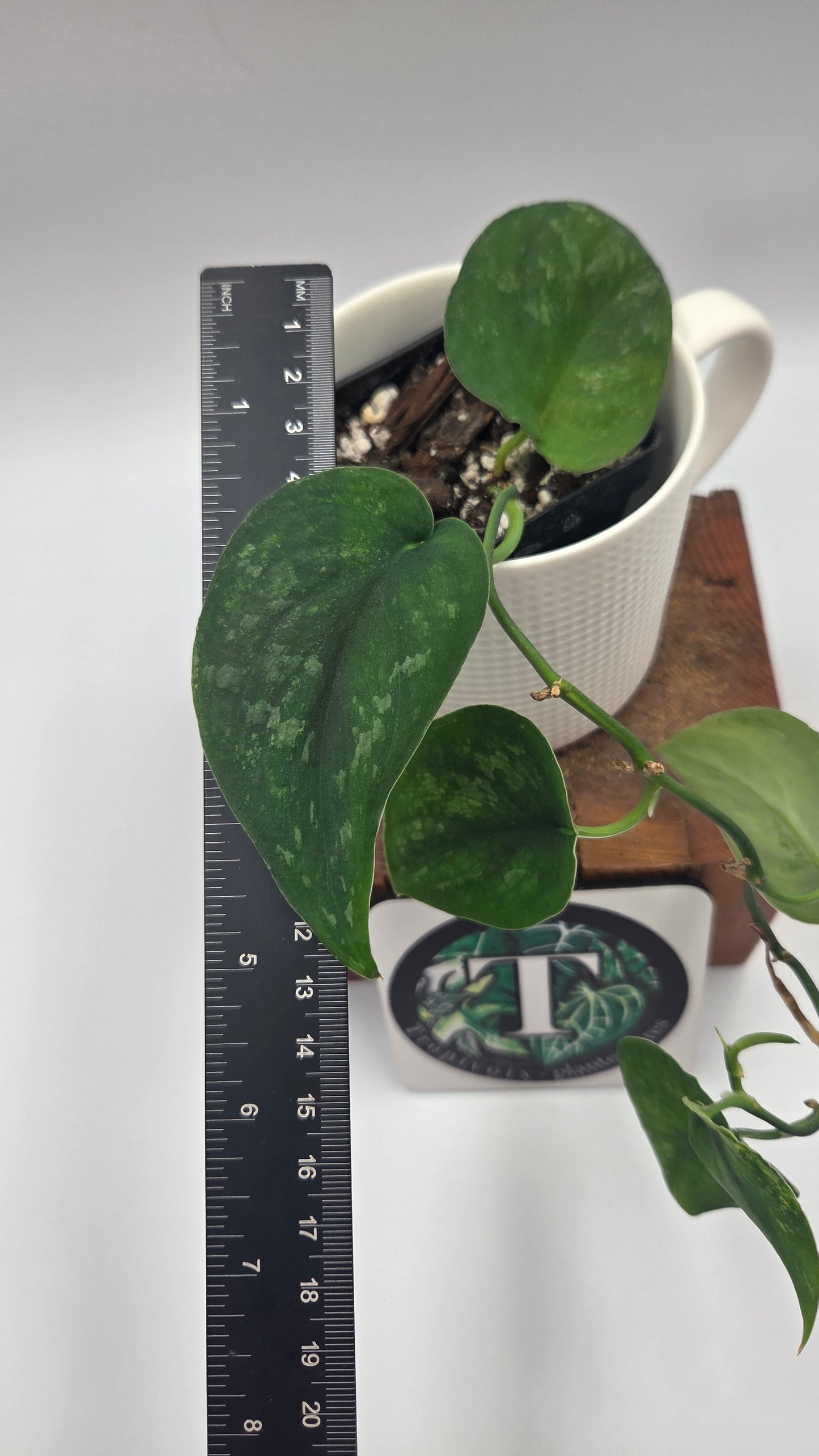 Scindapsus Silver Splash "Green on Green" (SCI-813)