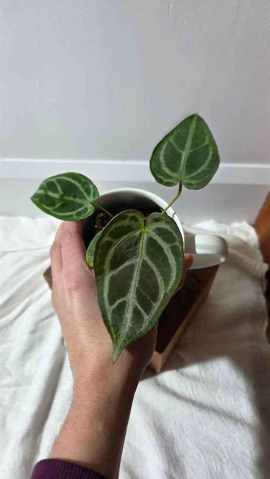 Anthurium Magnificum Radiante "format PETIT"(ANT-647)