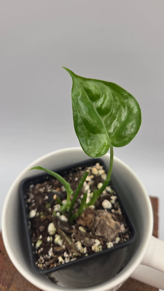 Scindapsus Lucens (SCI-1531)