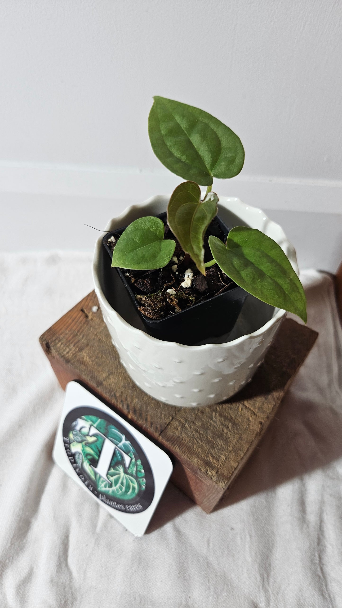 Anthurium Besseae X Luxurians "Format PETIT" (ANT-412)