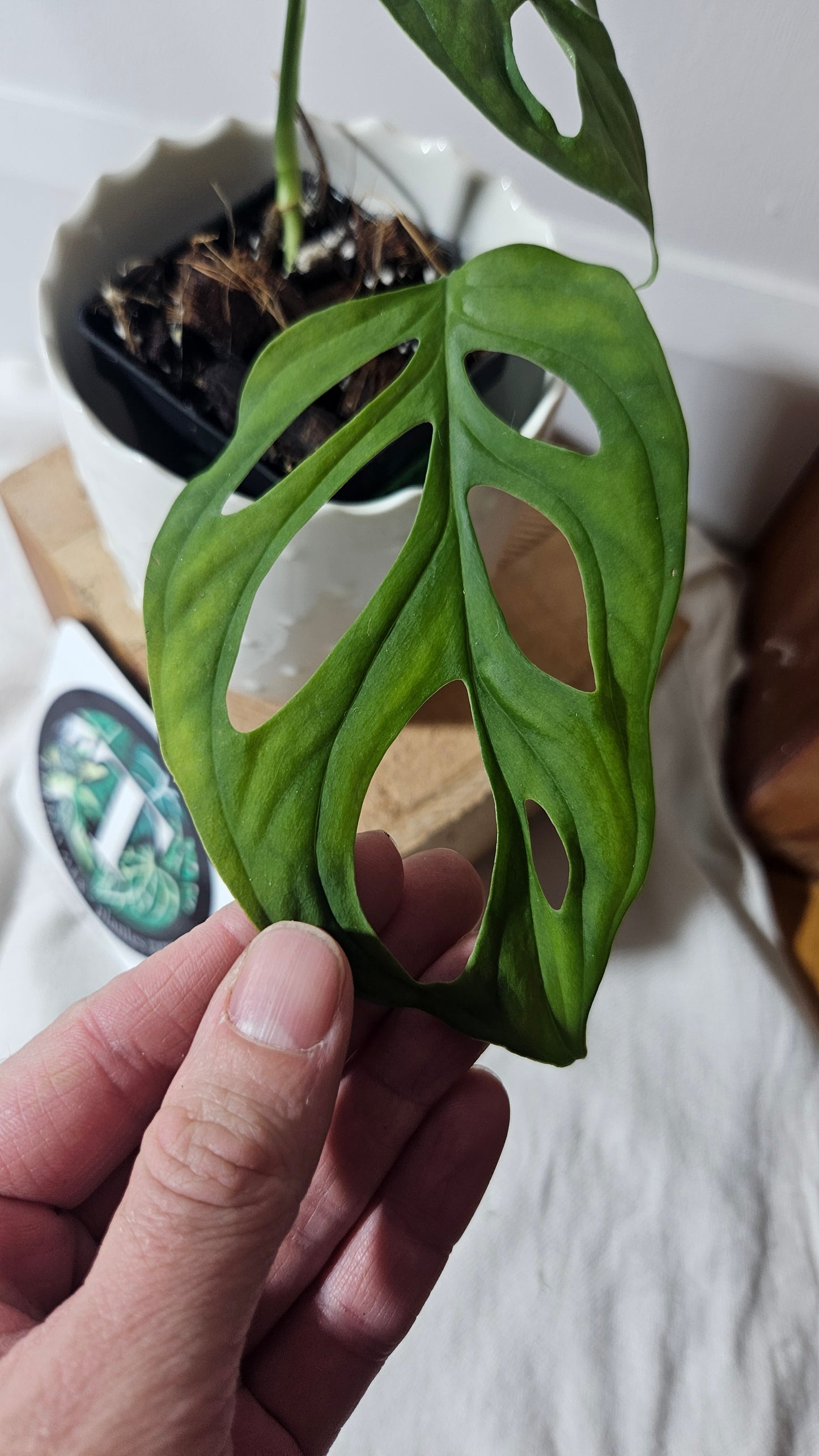 Monstera Obliqua La Bonita (MON-352)