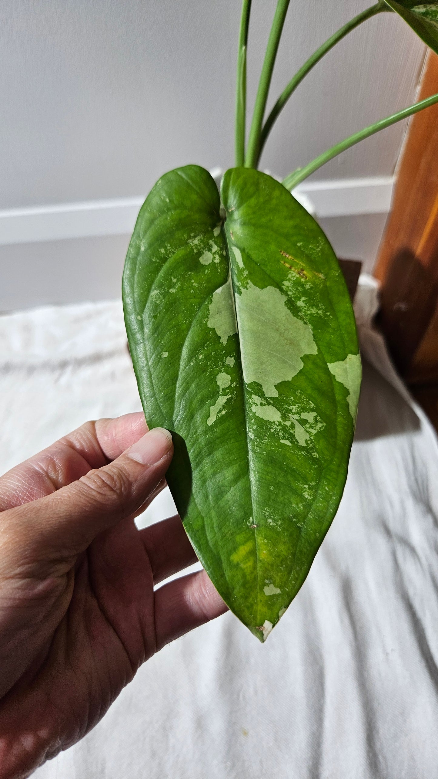 Syngonium Chiapense Albo (SYN-460)