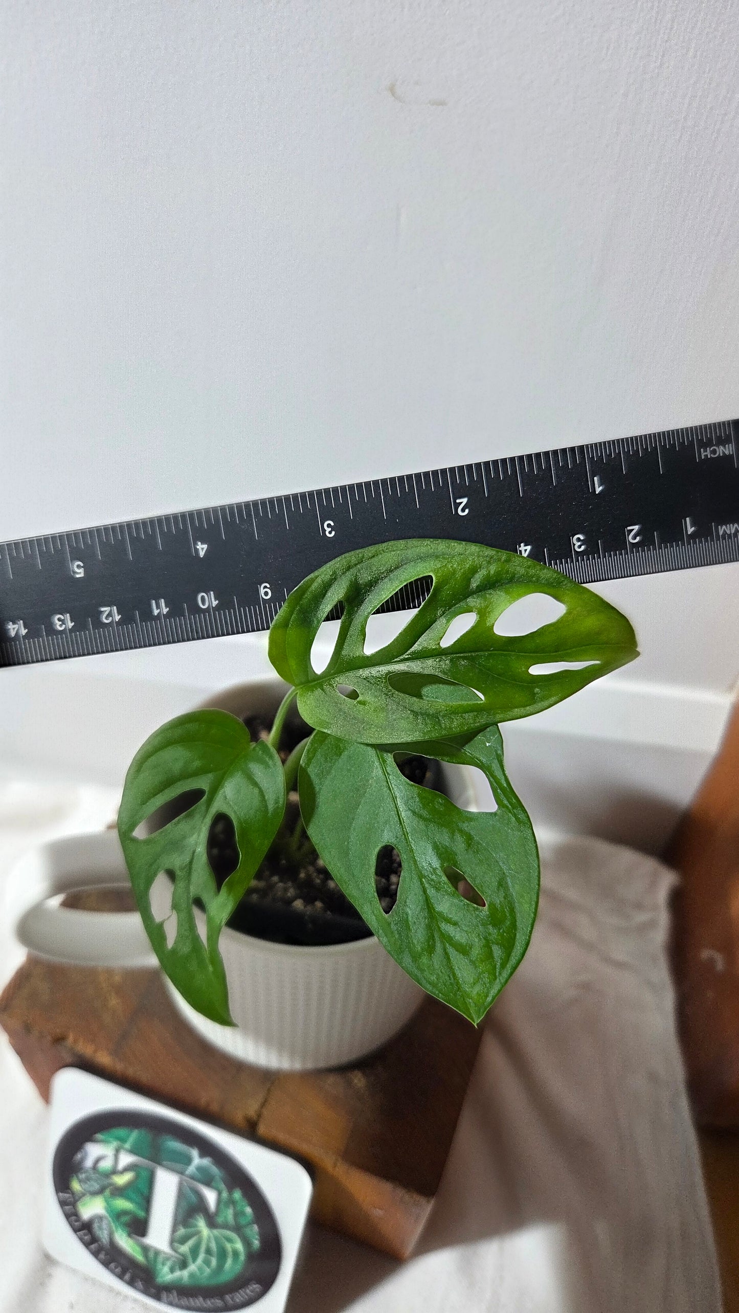 Monstera Acuminata (MON-520)