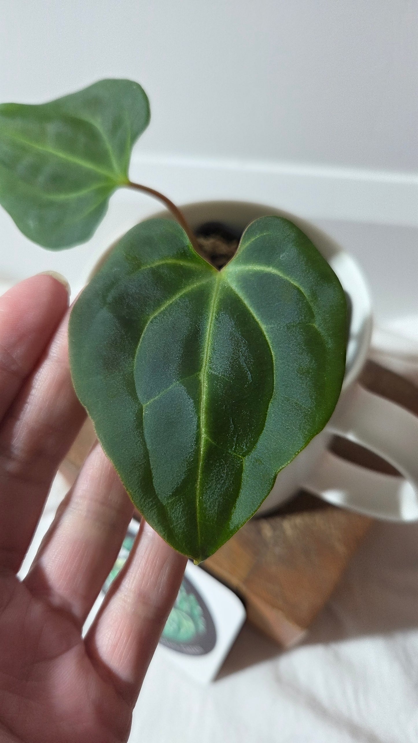 Anthurium Besseae Aff Blue "Format PETIT" (ANT-669)