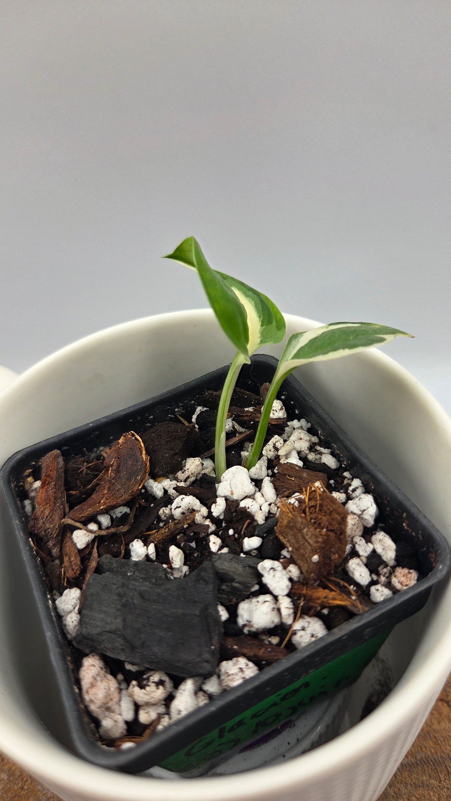Epipremnum Aureum Glacier (EPI-239)