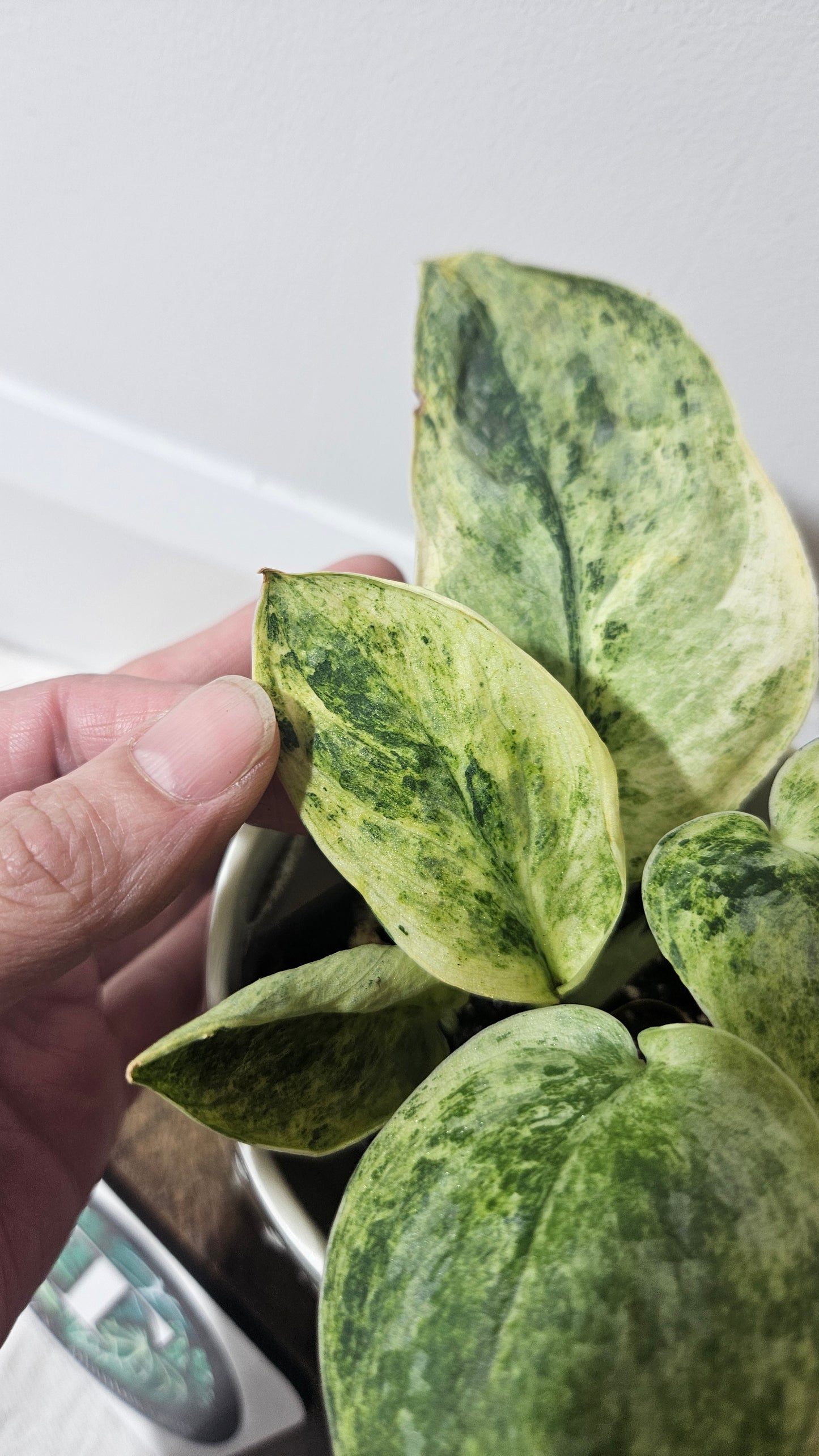 Scindapsus Tembaga (SCI-954)