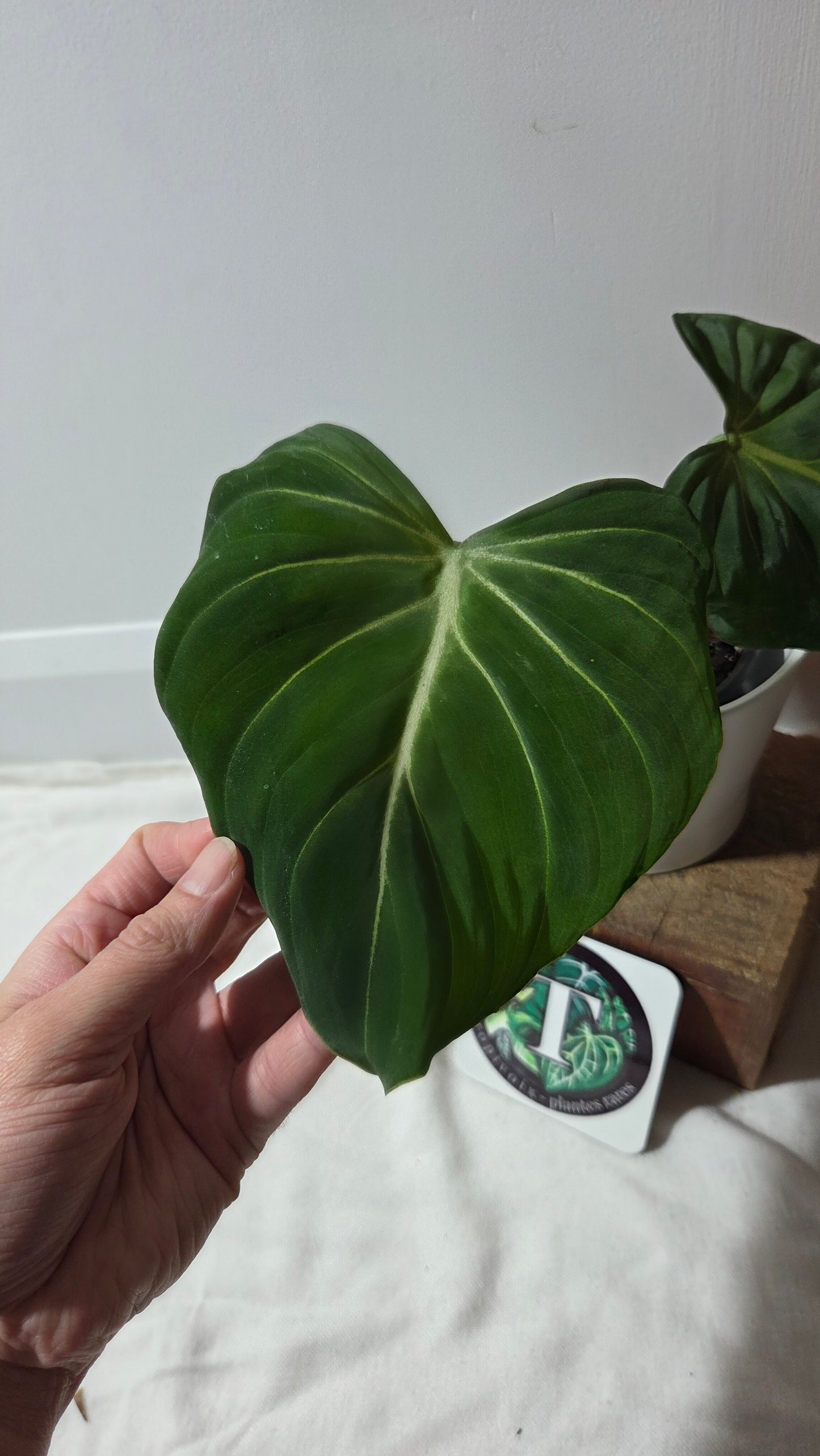 Philodendron Gloriosum x Plowmanii (PHI-991)