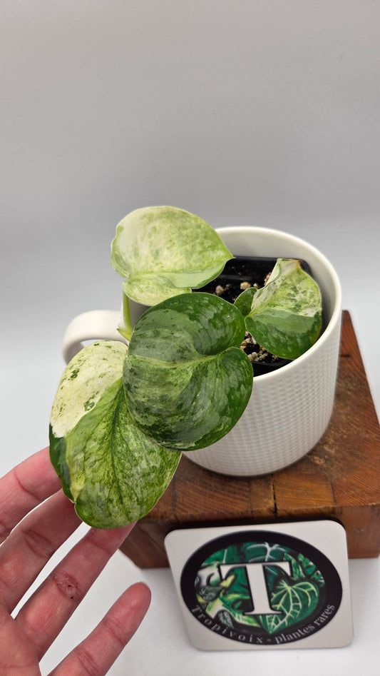 Scindapsus Black Dragon Variegata (SCI-1053)