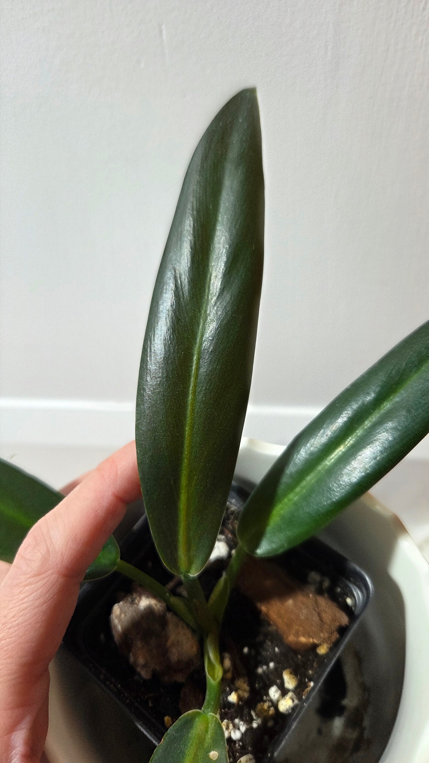 Philodendron Ruizii (PHI-411)