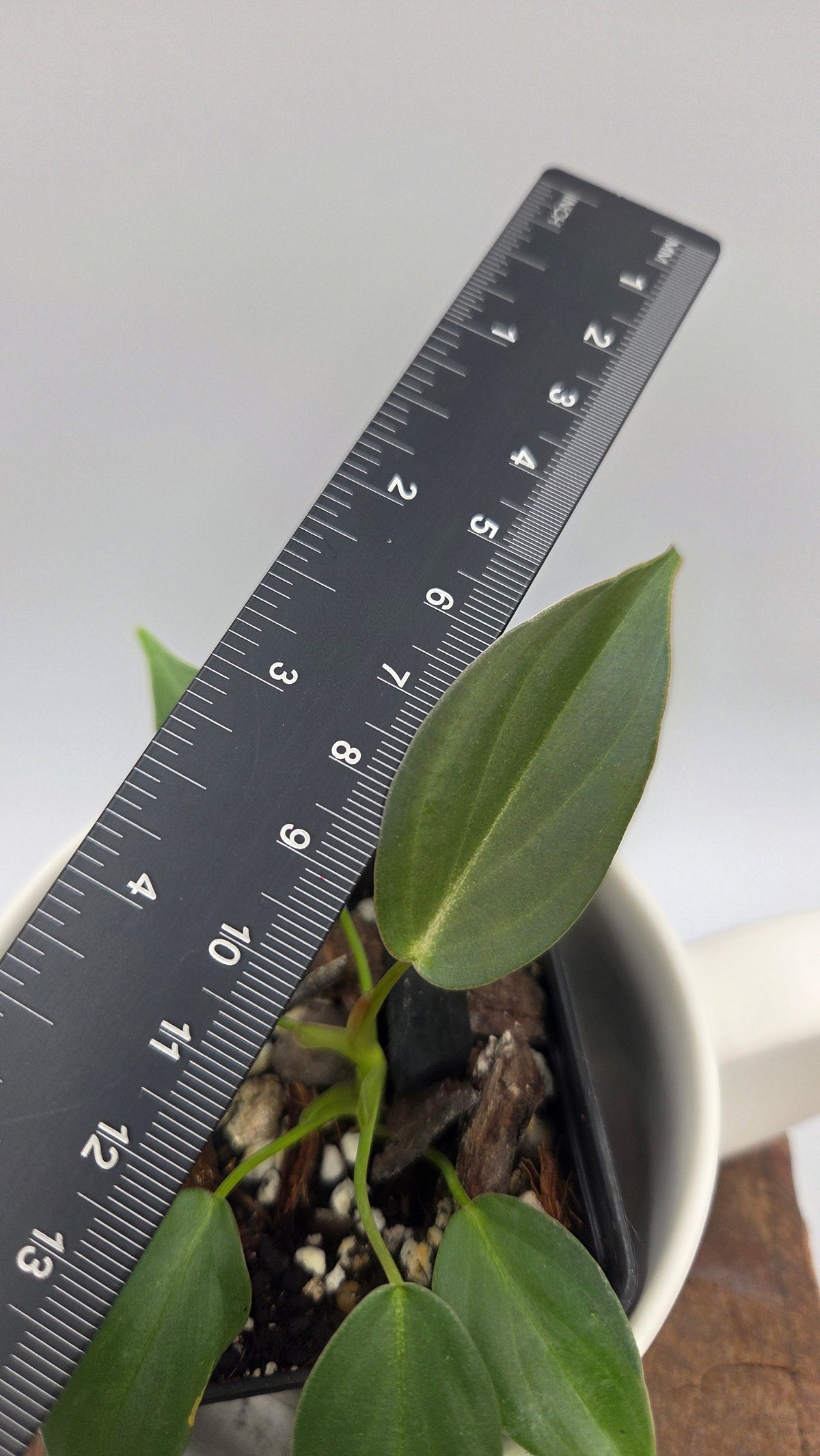 Philodendron Glorious (PHI-1098)