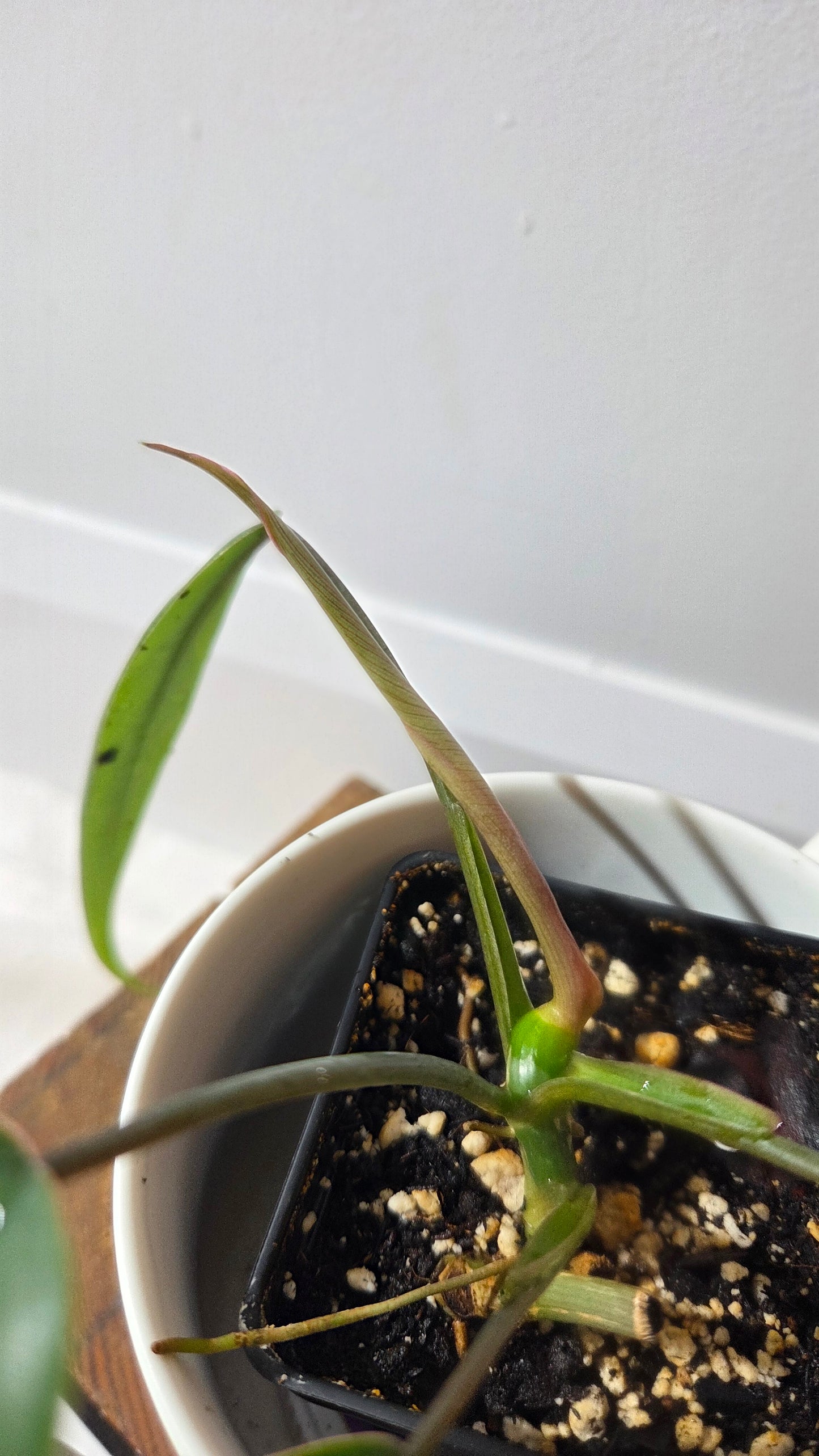 Philodendron Mayoi (PHI-1010)