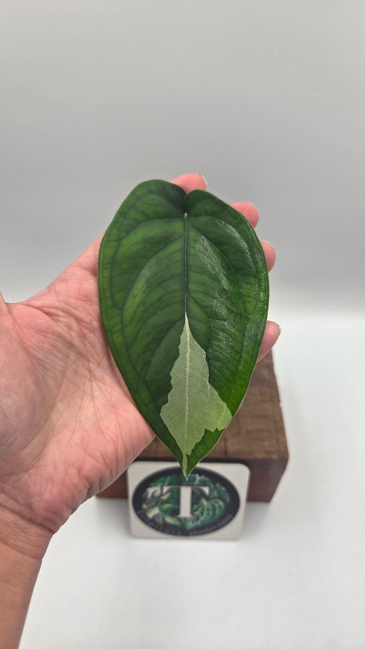 Syngonium Chiapense Albo (SYN-528)