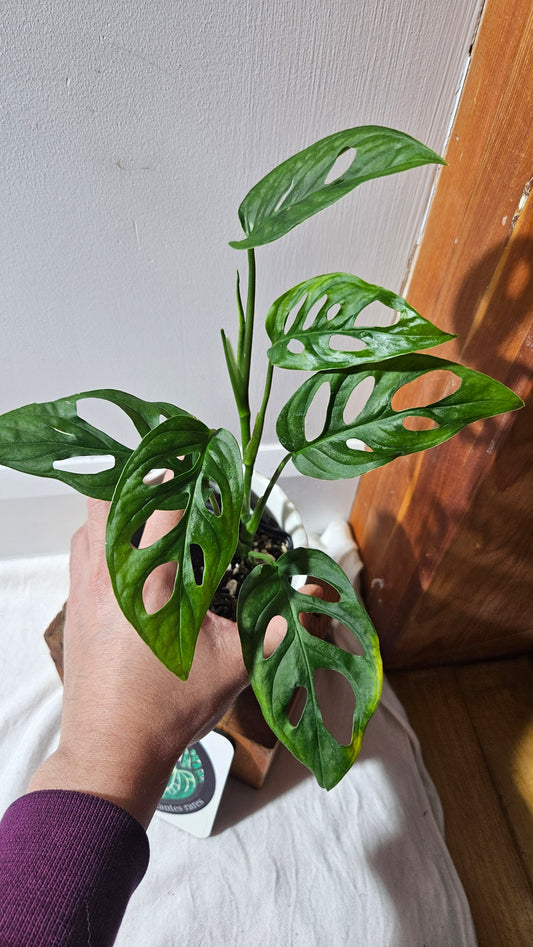 Monstera Obliqua Aff Cenepa (MON-427)