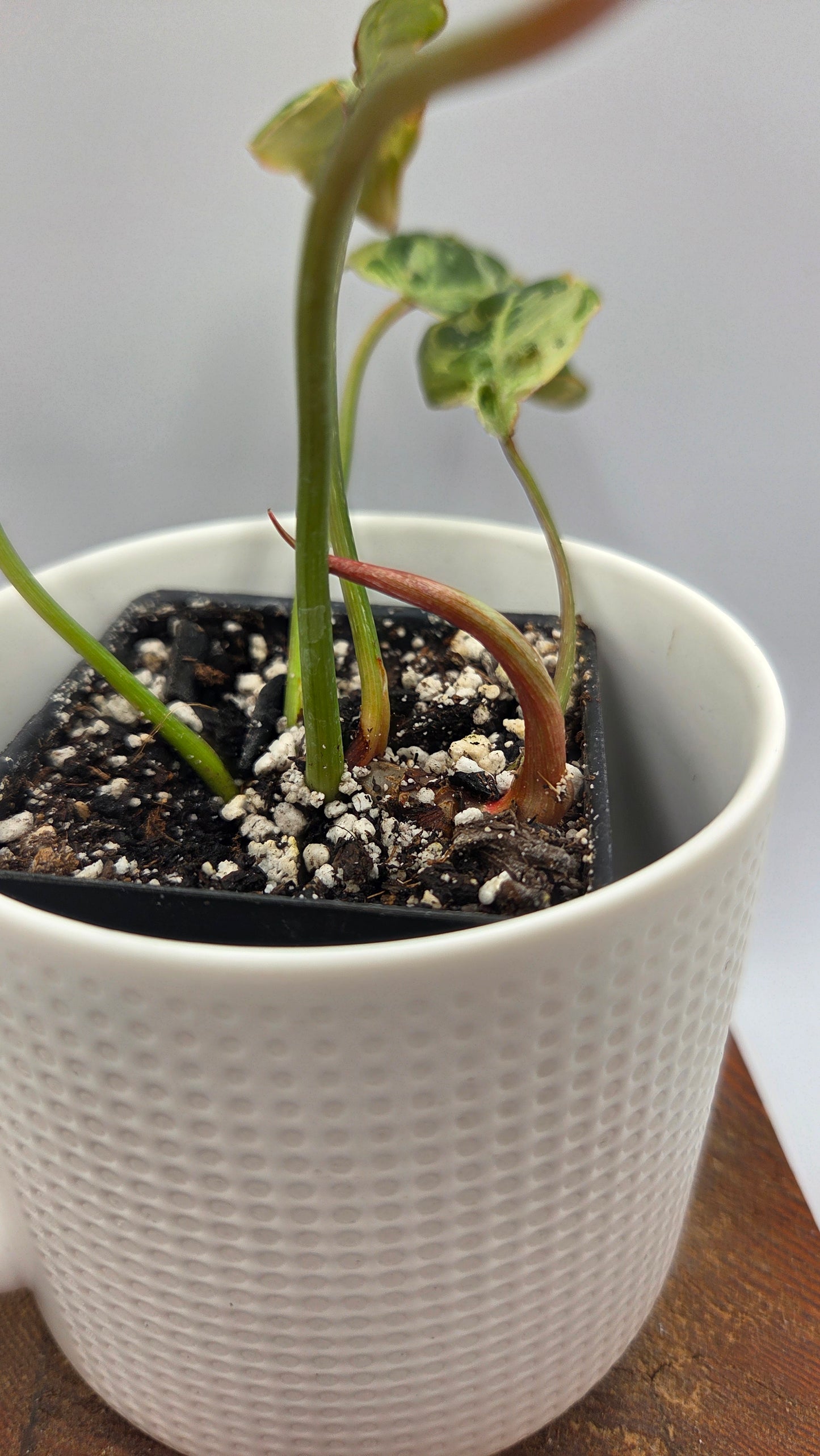 Philodendron Gloriosum "Snow leopard" (PHI-1026)