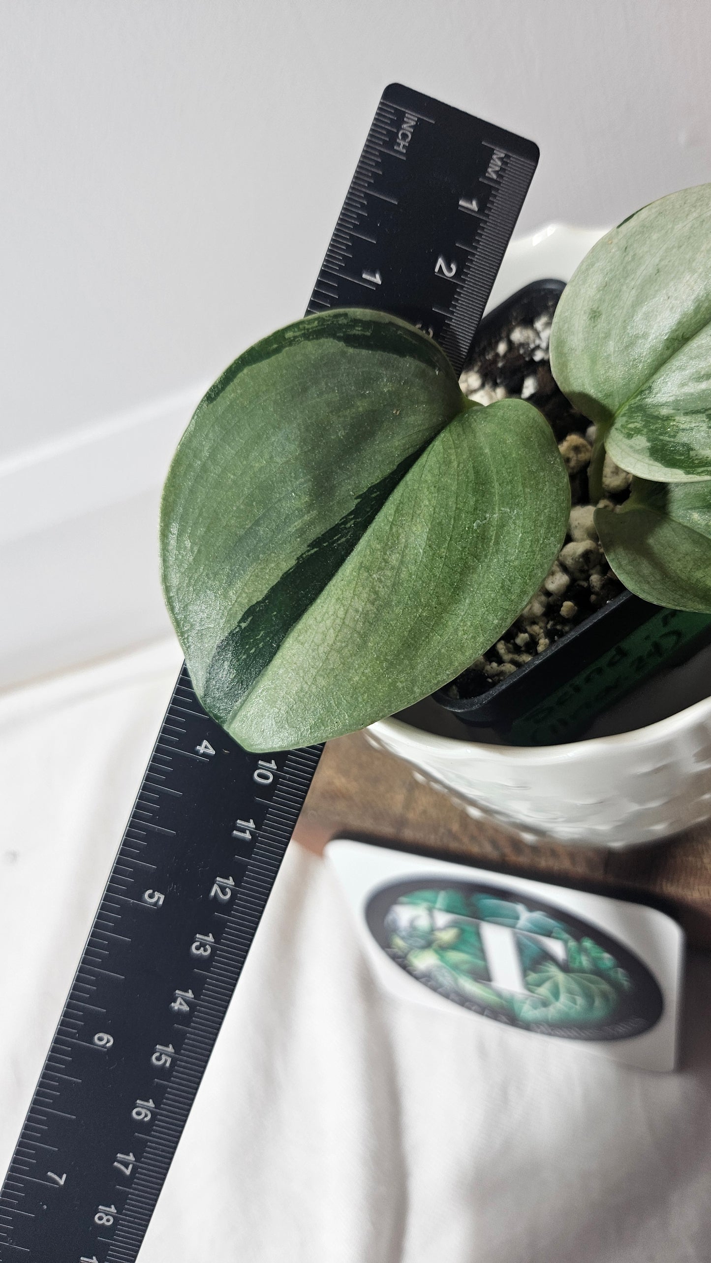 Scindapsus Treubii Moonlight Tricolore (SCI-962)