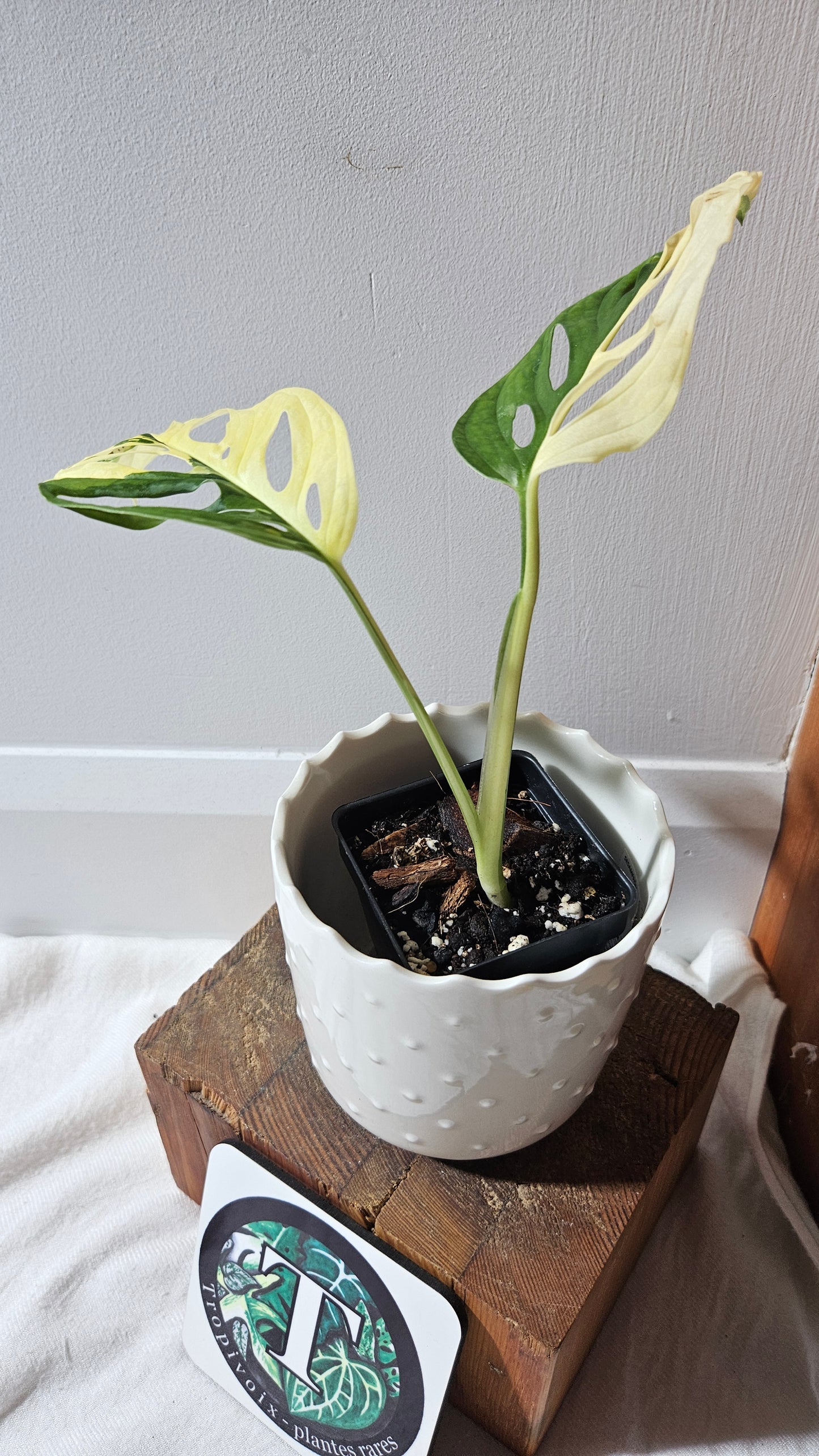 Monstera Andasonii Tricolore (MON-416)