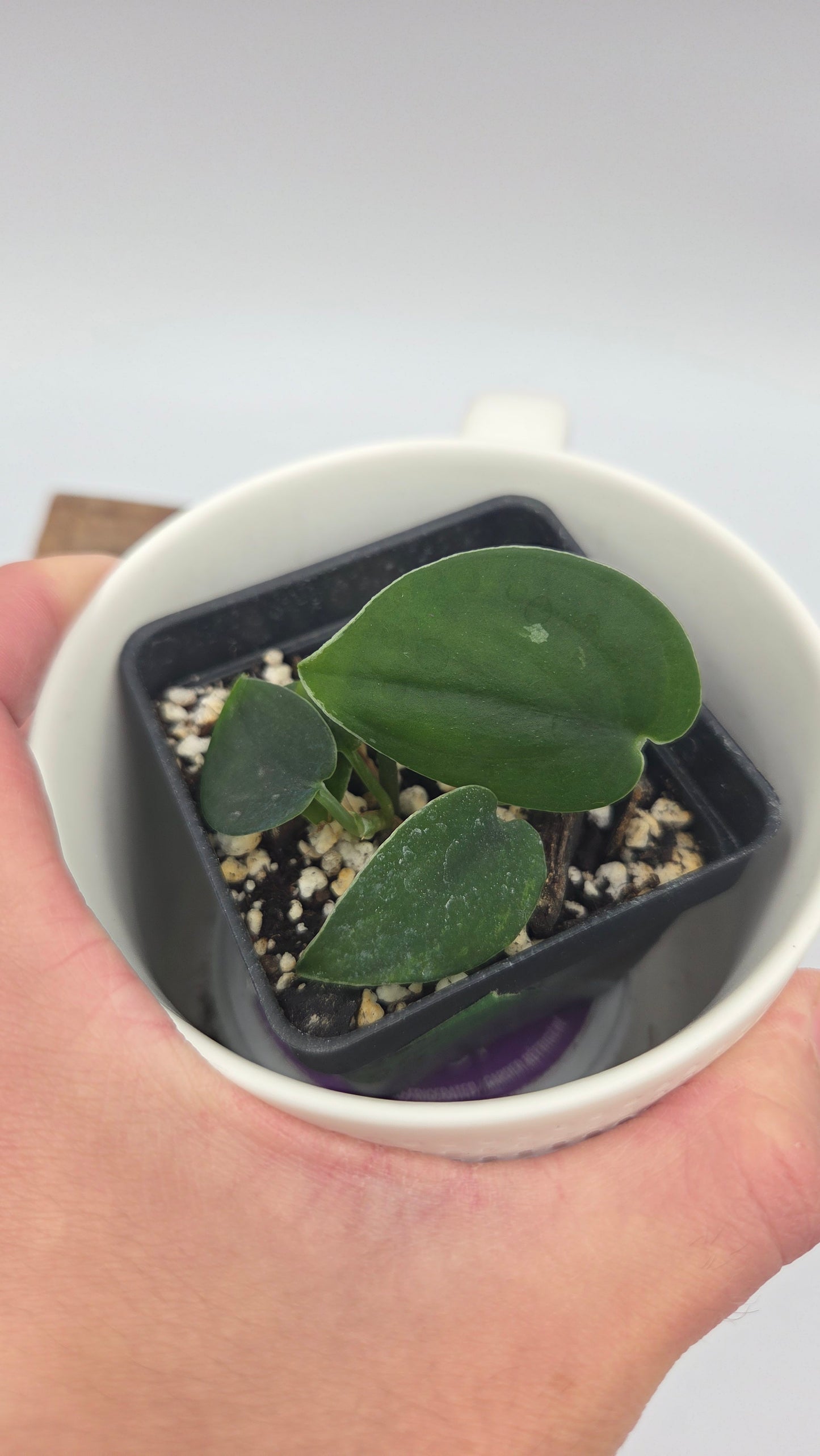 Scindapsus Black SP Bornéo (SCI-1481)