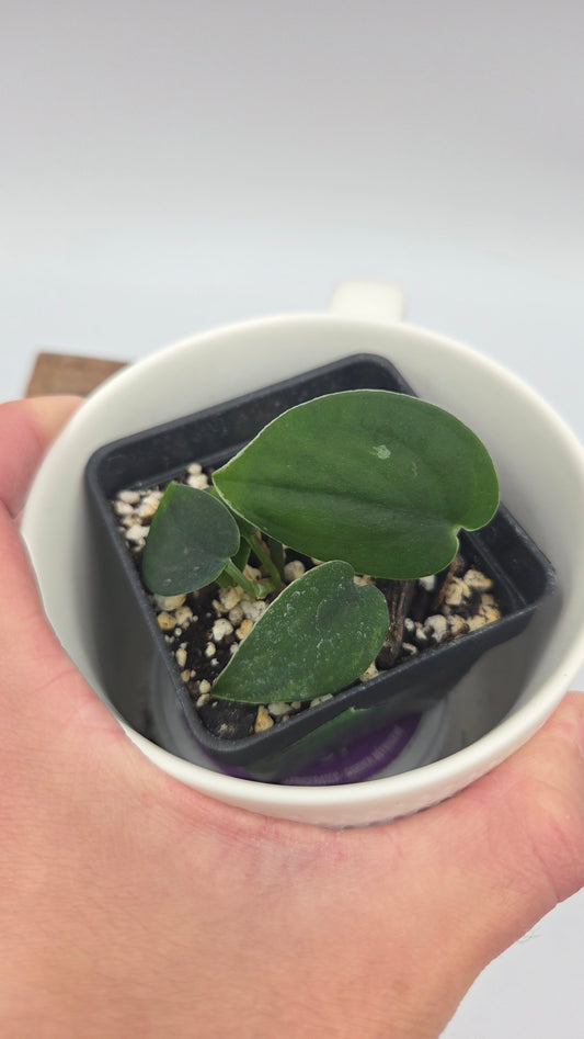 Scindapsus Black SP Bornéo (SCI-1481)