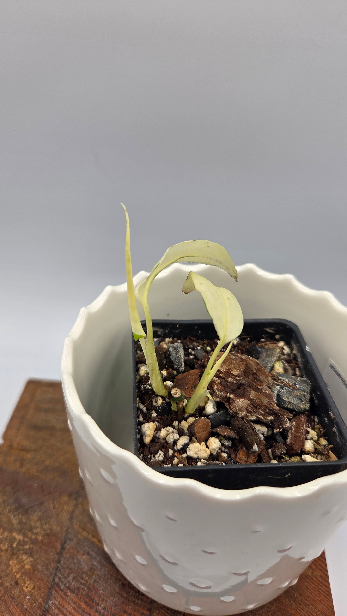 Monstera Laniata Mint (MON-394)