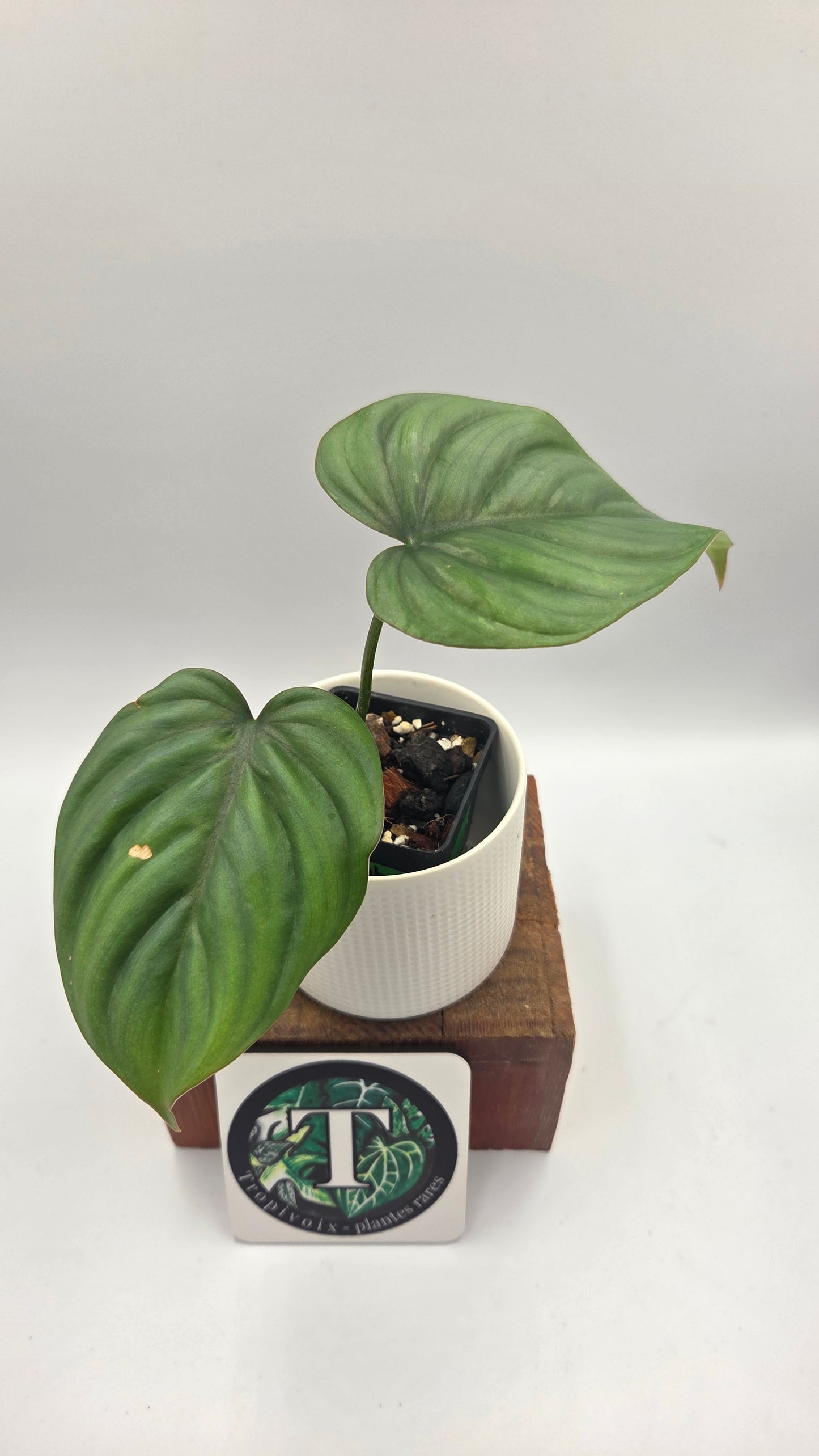 Philodendron Aff Colombia Platinum (PHI-1070)