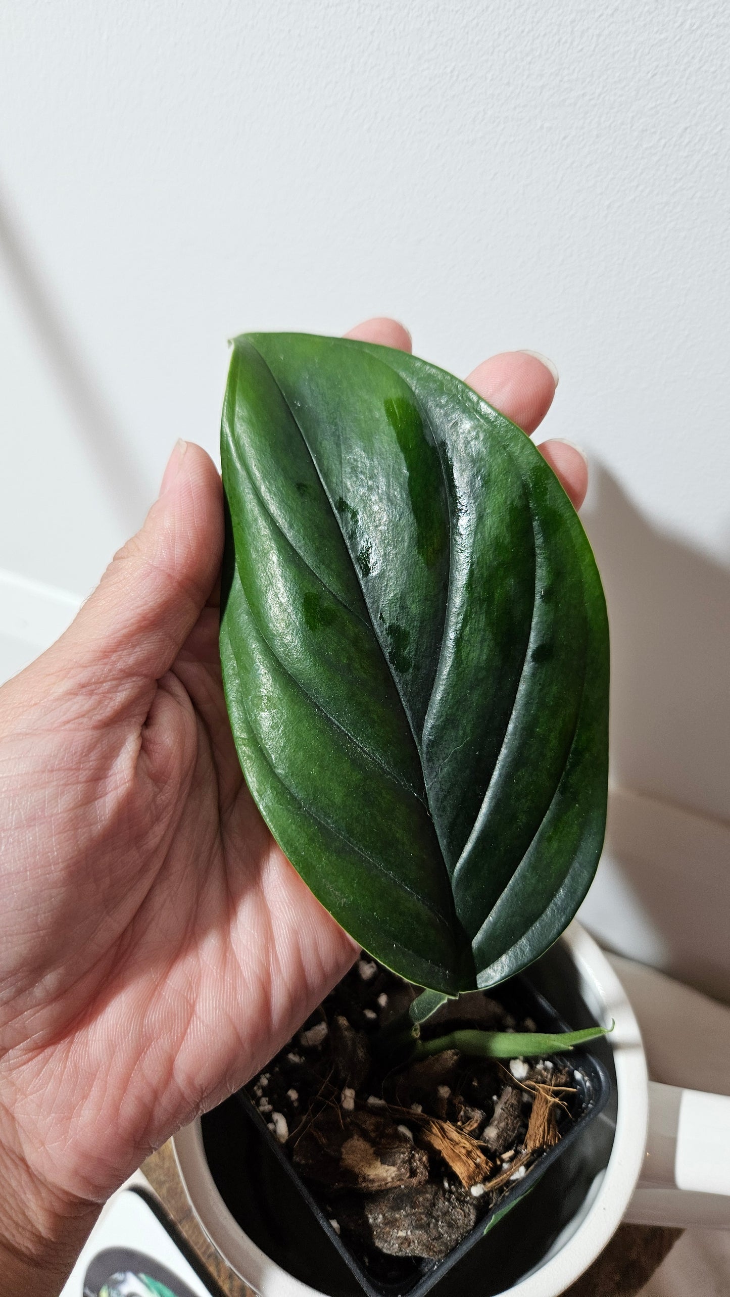 Monstera Obliqua Aff Black Stripes  (MON-235)